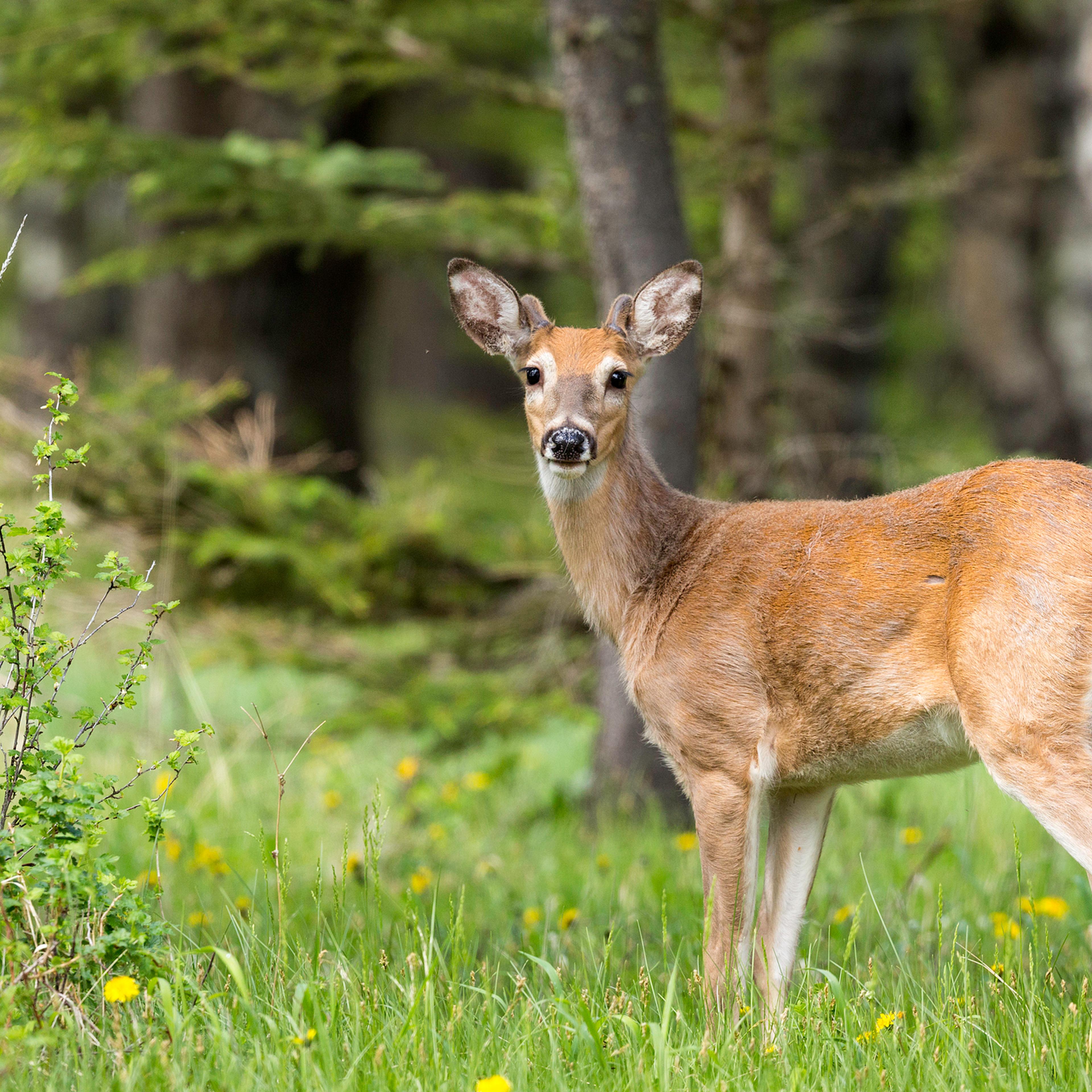 Adult White-tailed deer, Odocoileus virginianus, in Cypress Hills Interprovincial Park