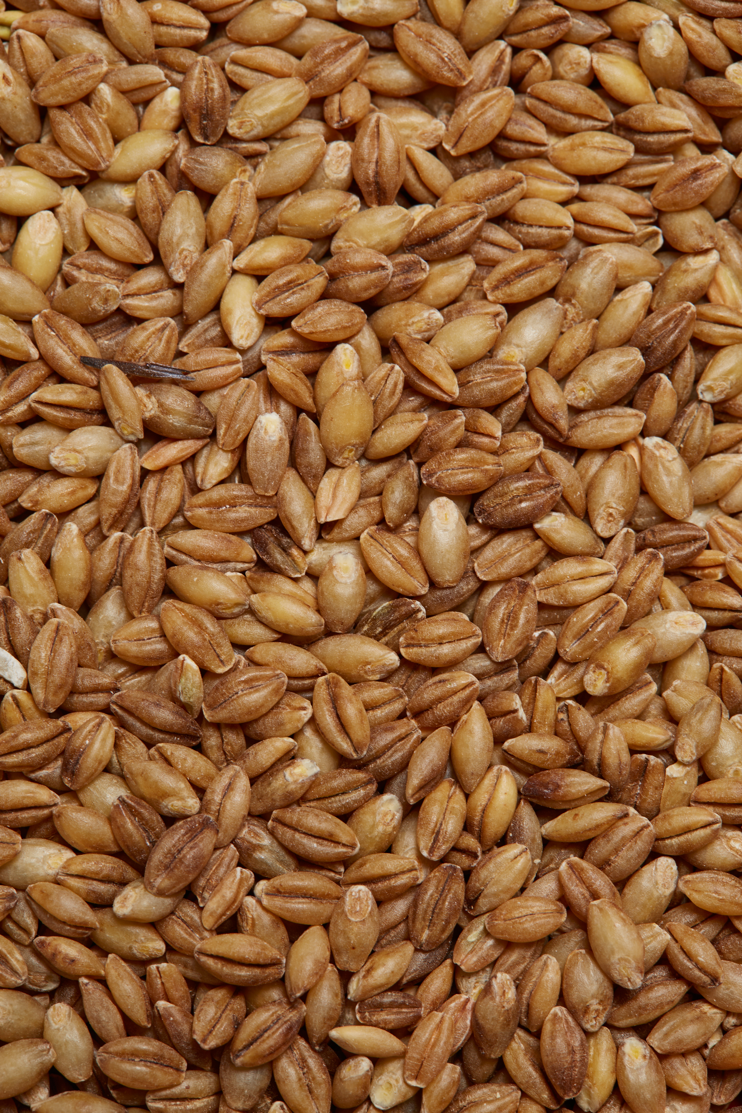 healthy and filling, health food, diet, nutrition, time.com stock, barley