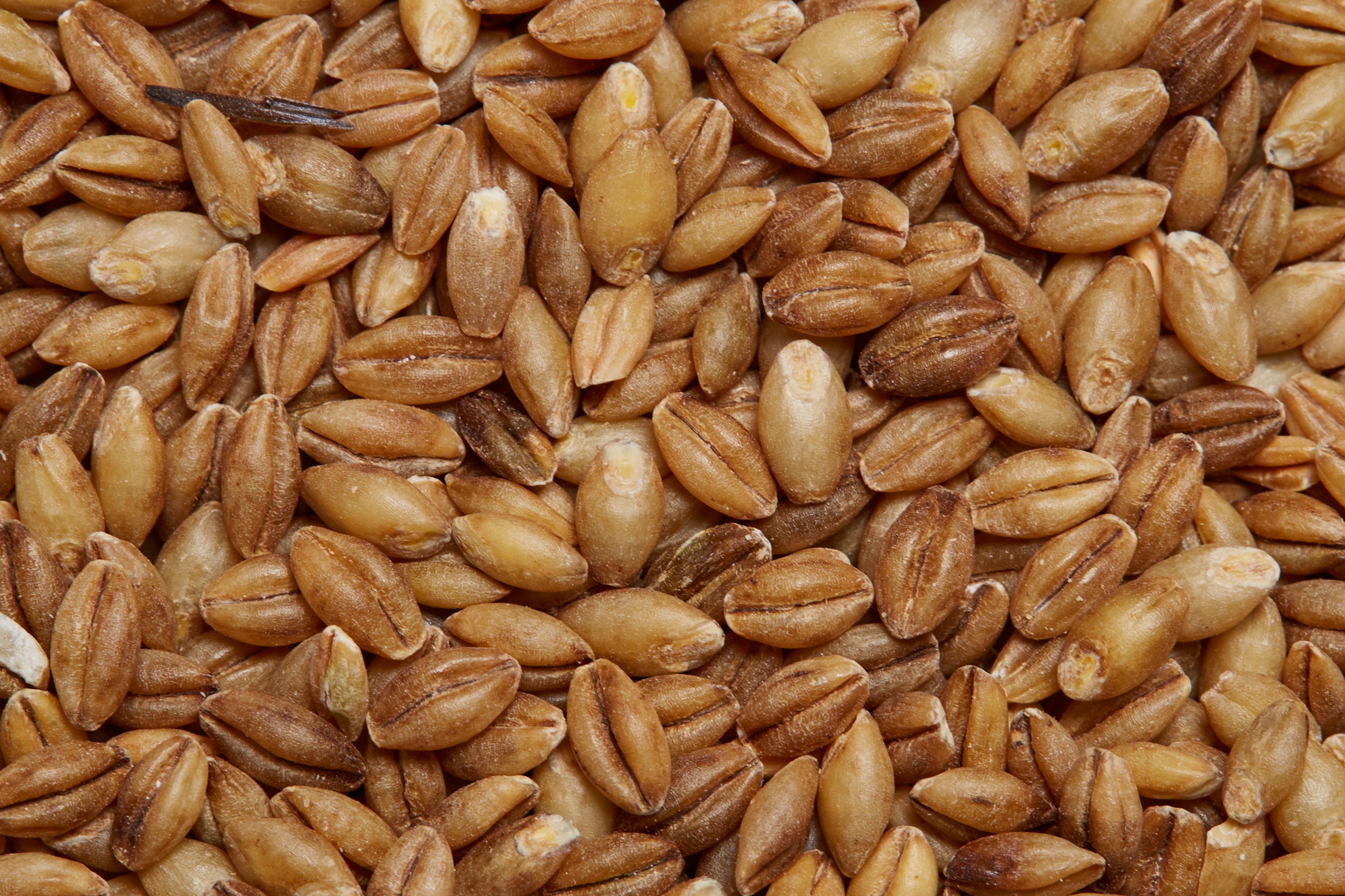 healthy and filling, health food, diet, nutrition, time.com stock, barley