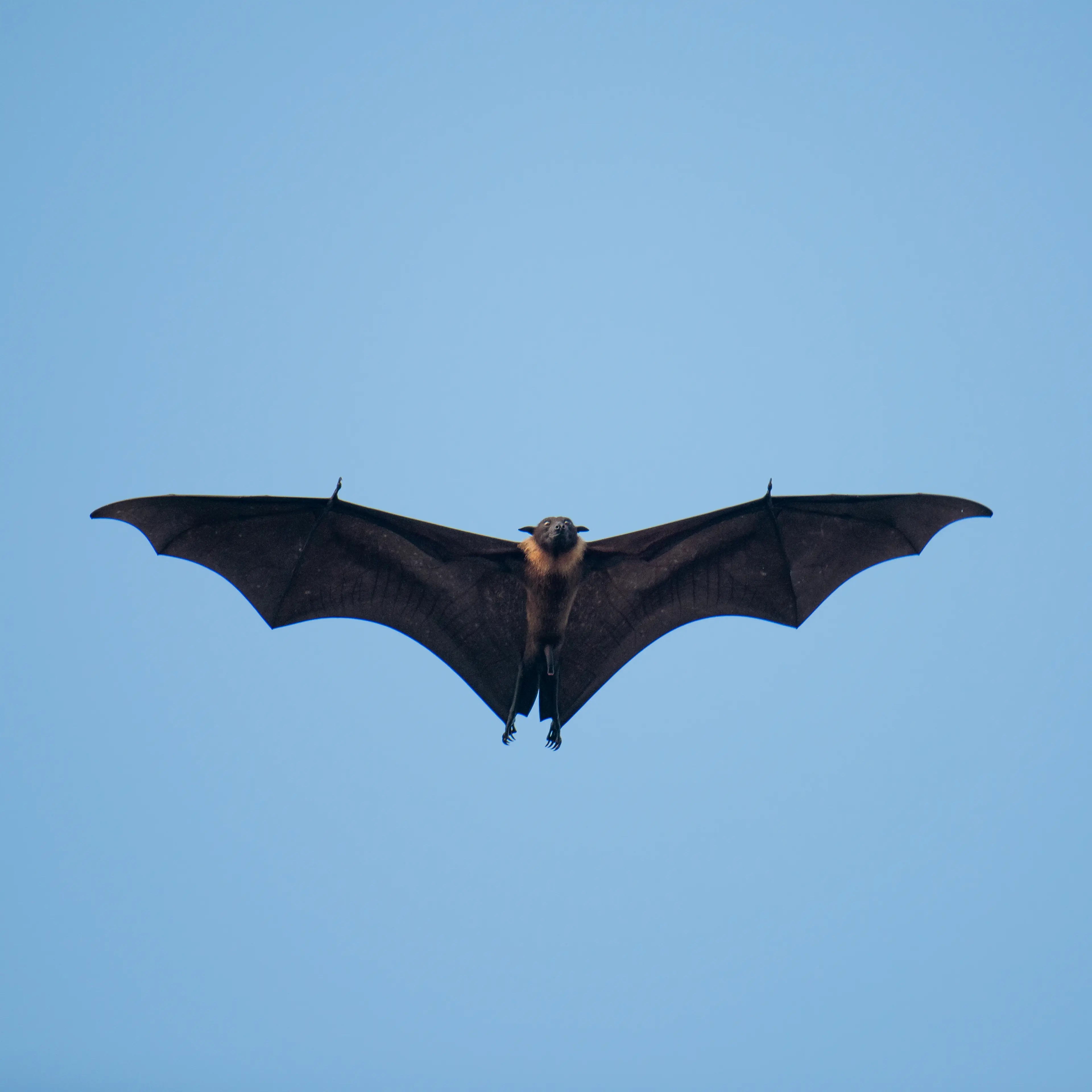 A Maldivian flying fox soars under clear blue sky