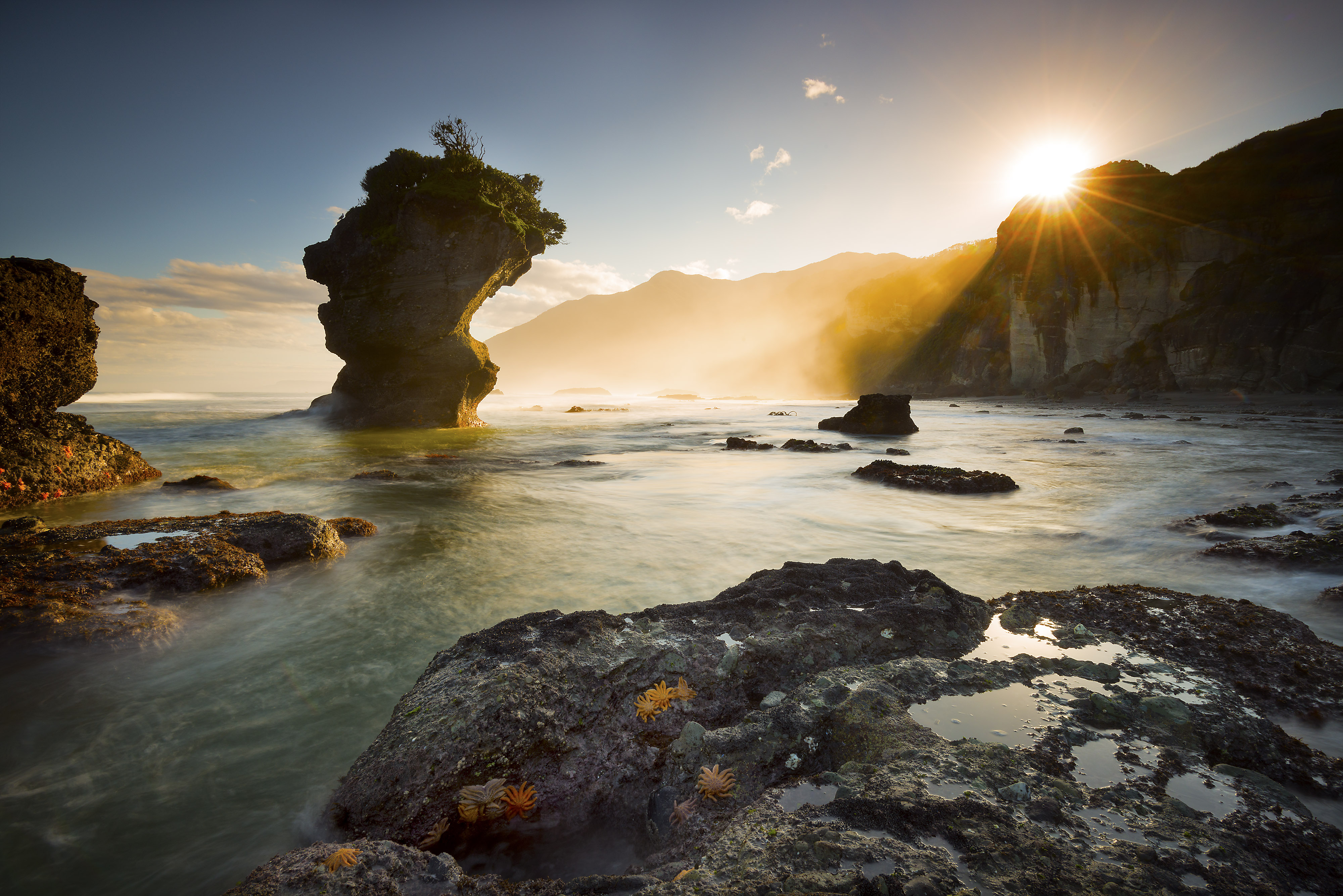 Starfish sunlight sunrise beach