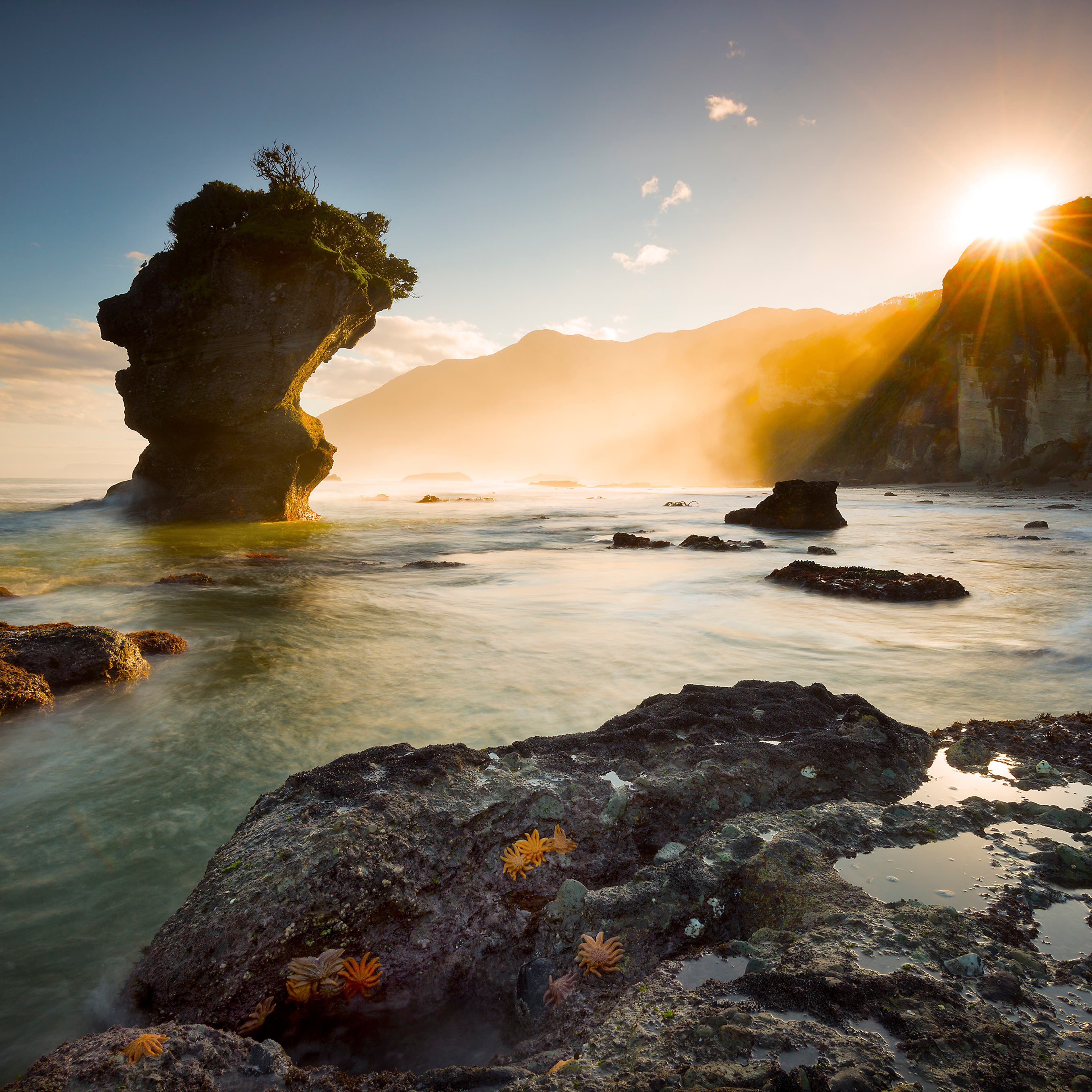 Starfish sunlight sunrise beach