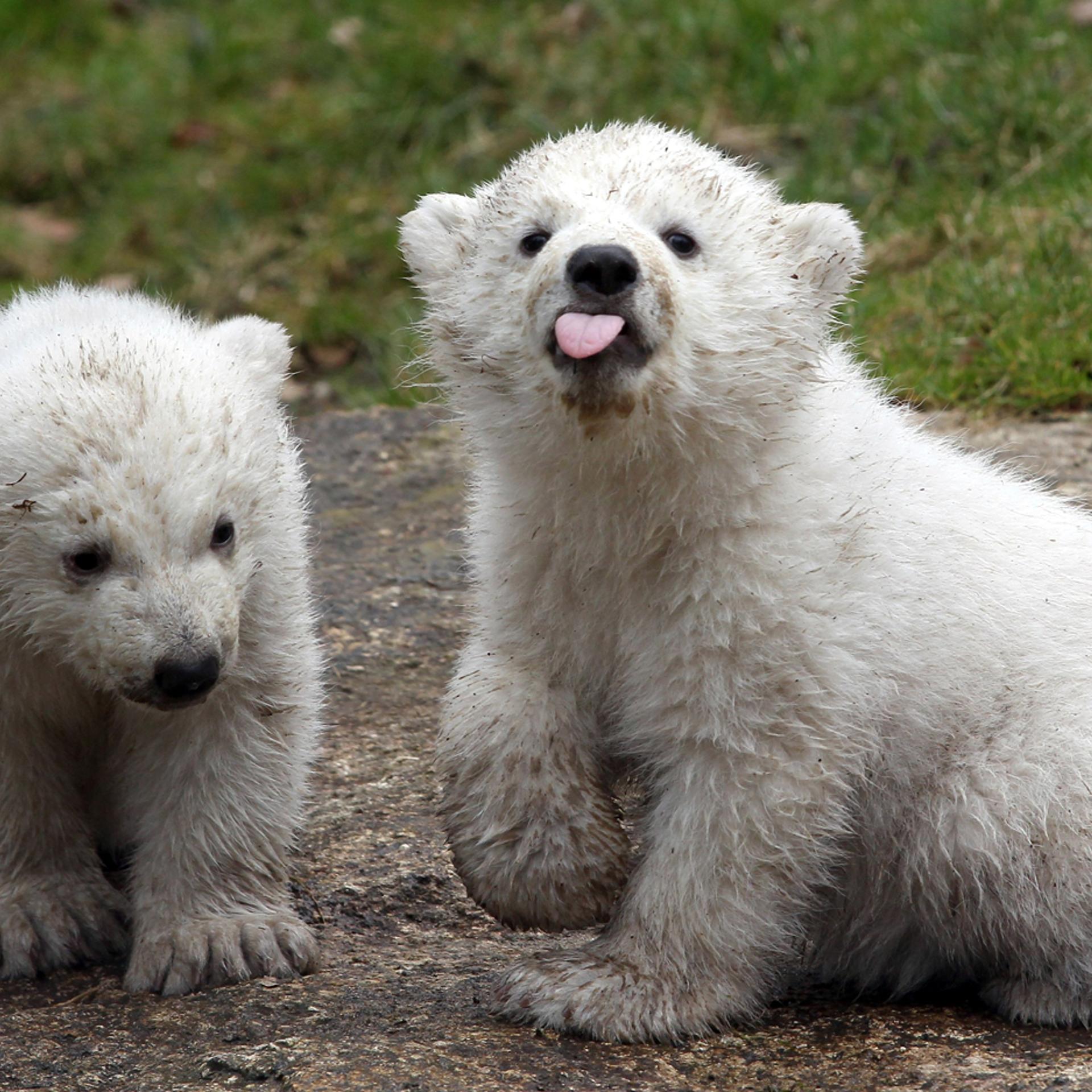 14 week-old twin polar bear cubs play during their first presentation to the media.