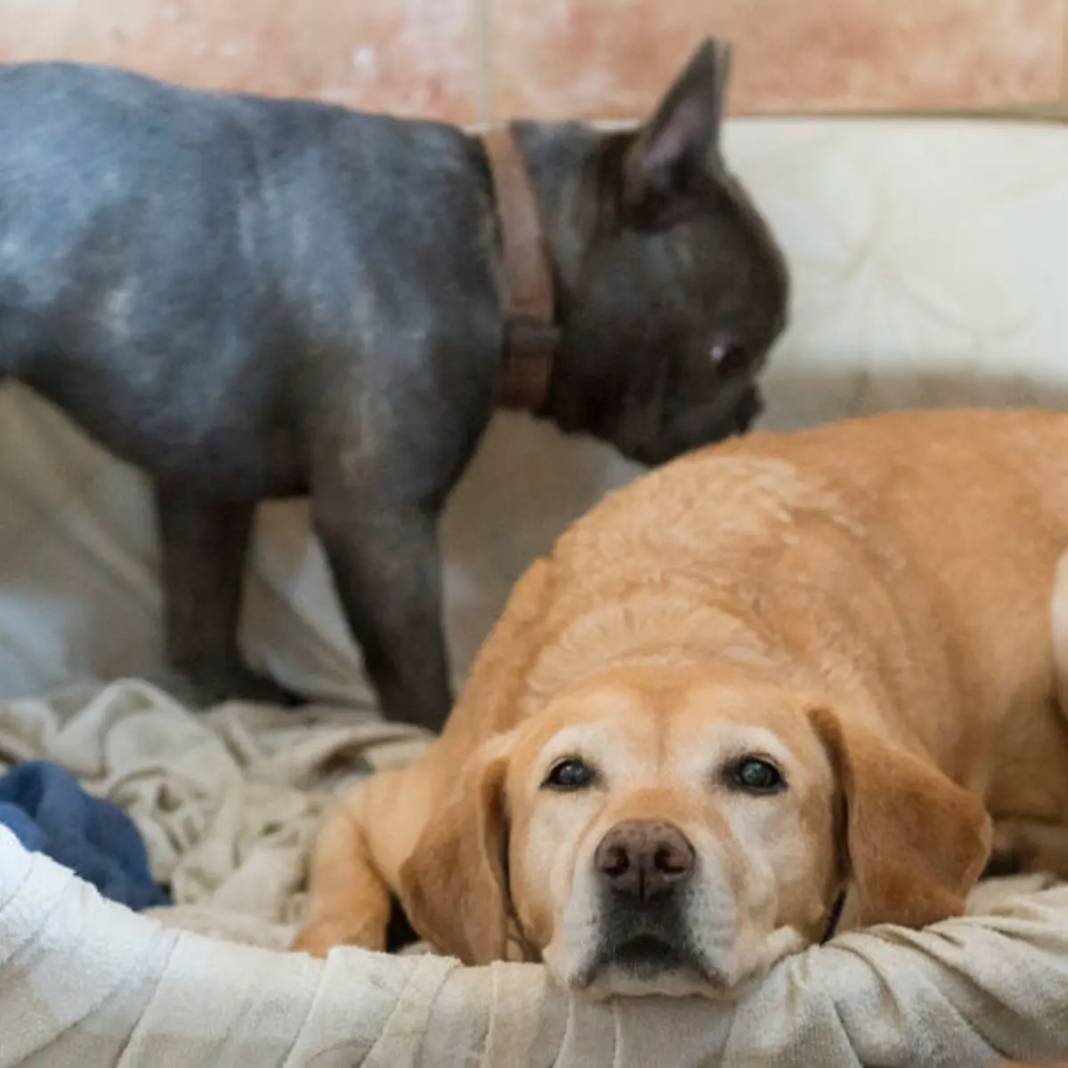 GERMANY-ANIMALS-DOGS-HOTEL-WEATHER