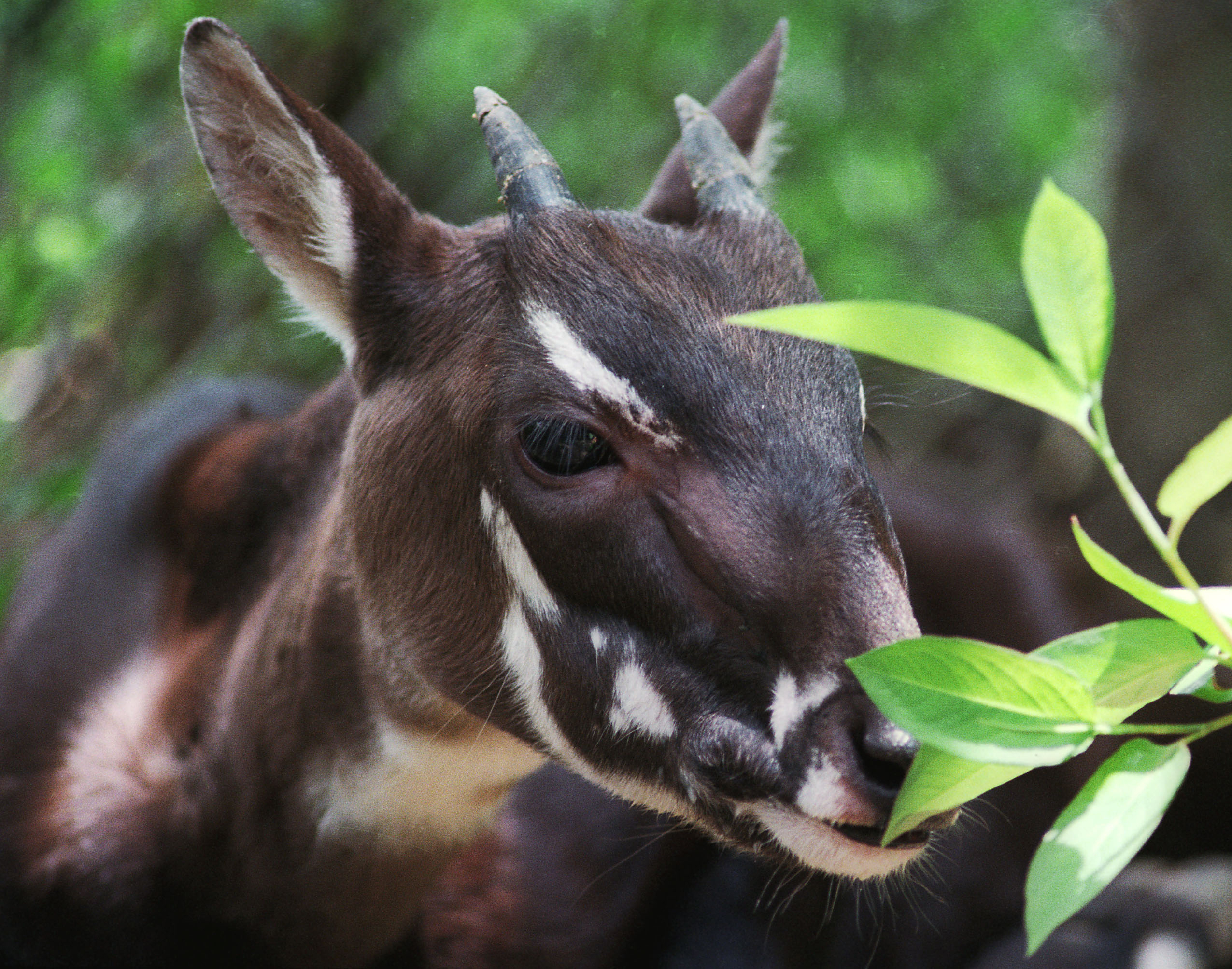 First Vu Quang Ox or Pseudoryx nghetinhensis ever captured eats leaves in a cage outside Hanoi