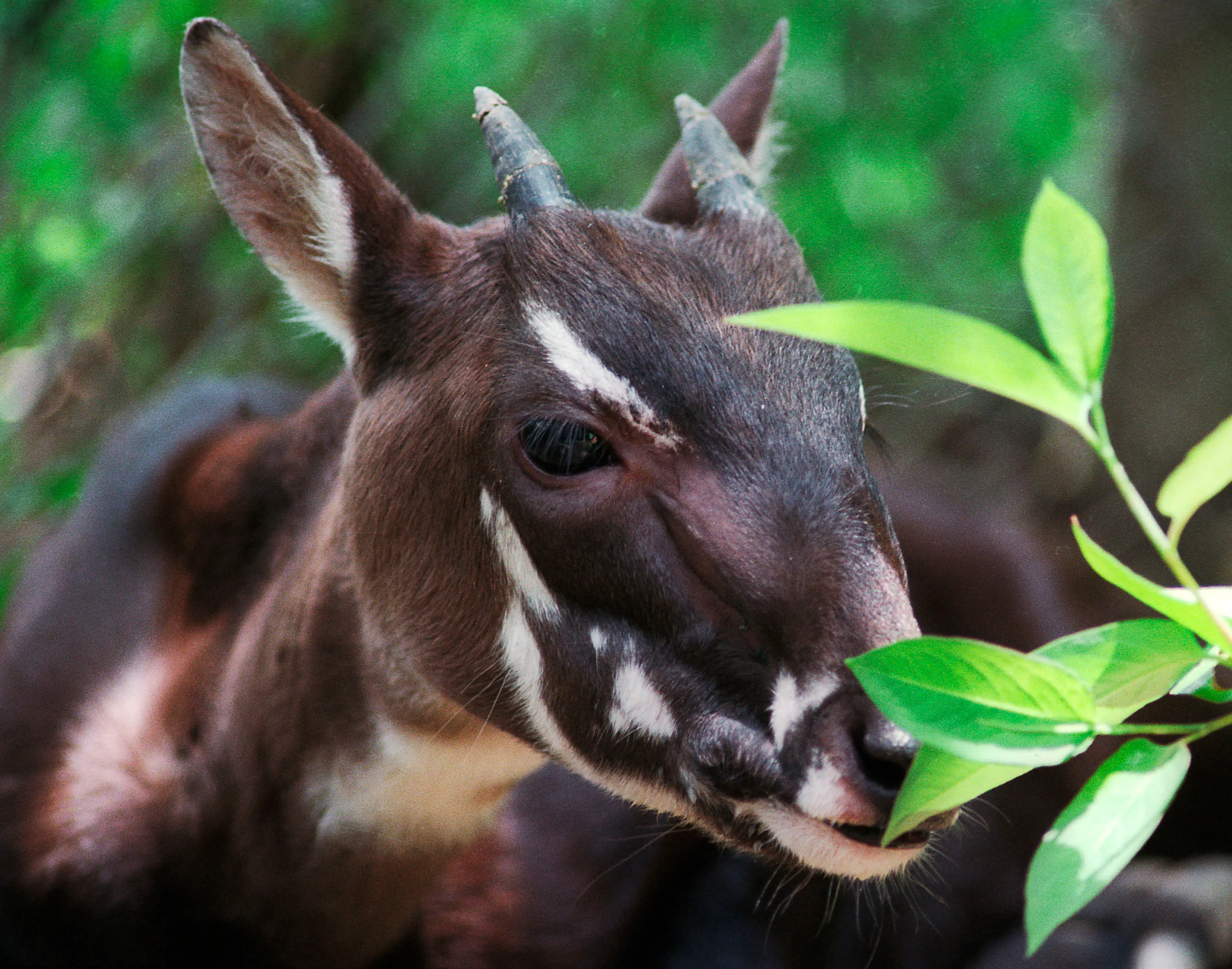 First Vu Quang Ox or Pseudoryx nghetinhensis ever captured eats leaves in a cage outside Hanoi