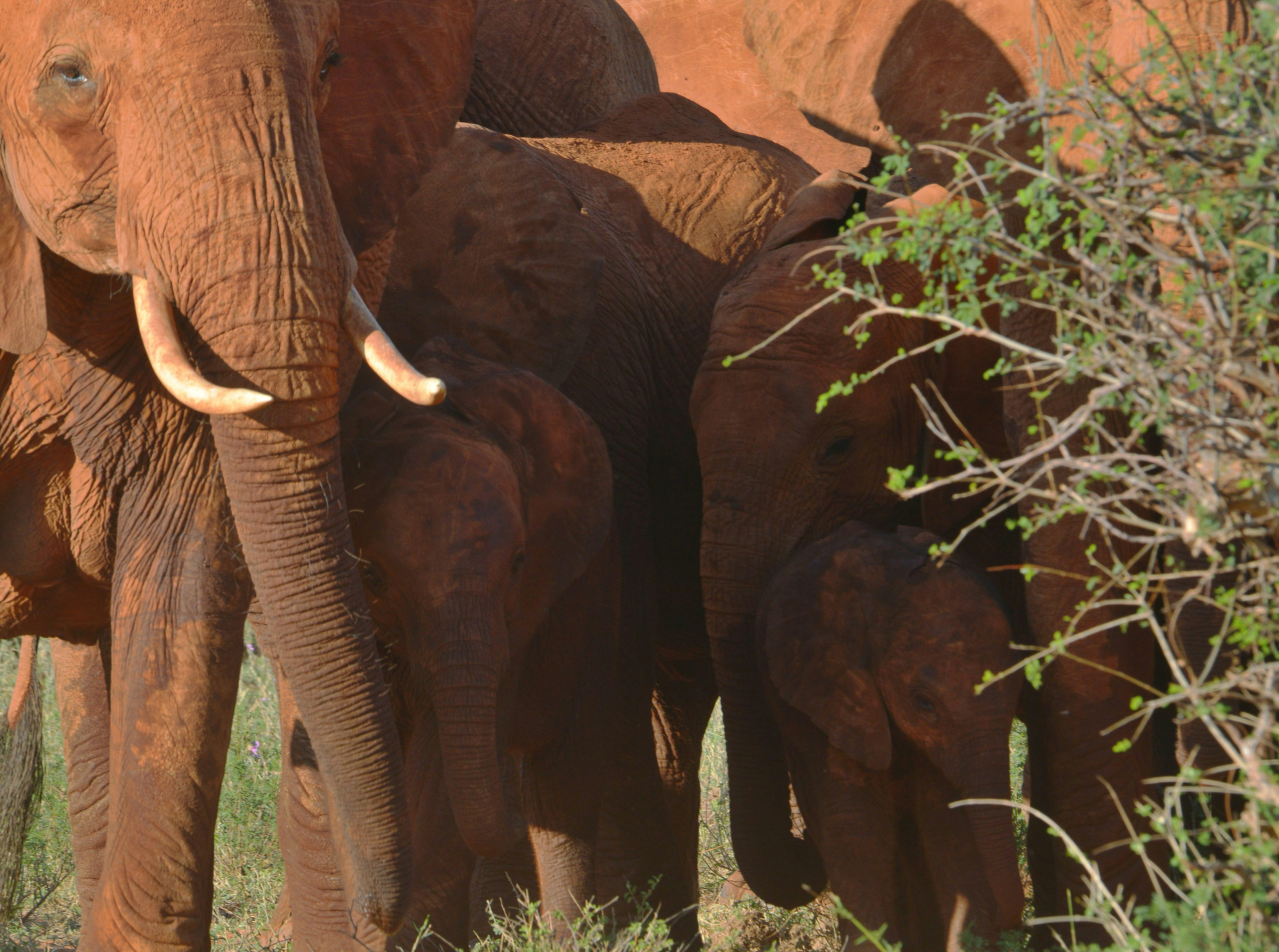 KENYA-WILDLIFE