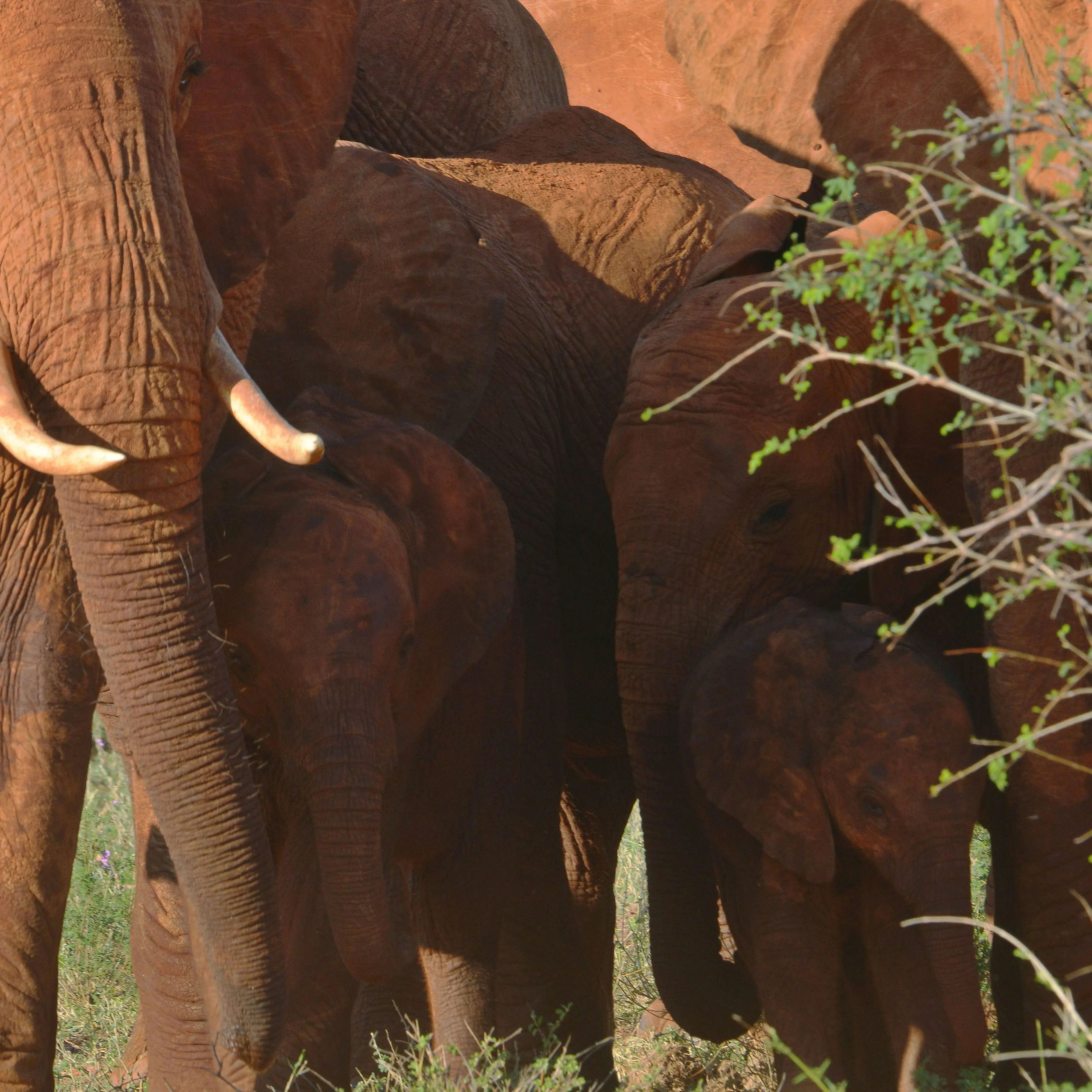 KENYA-WILDLIFE