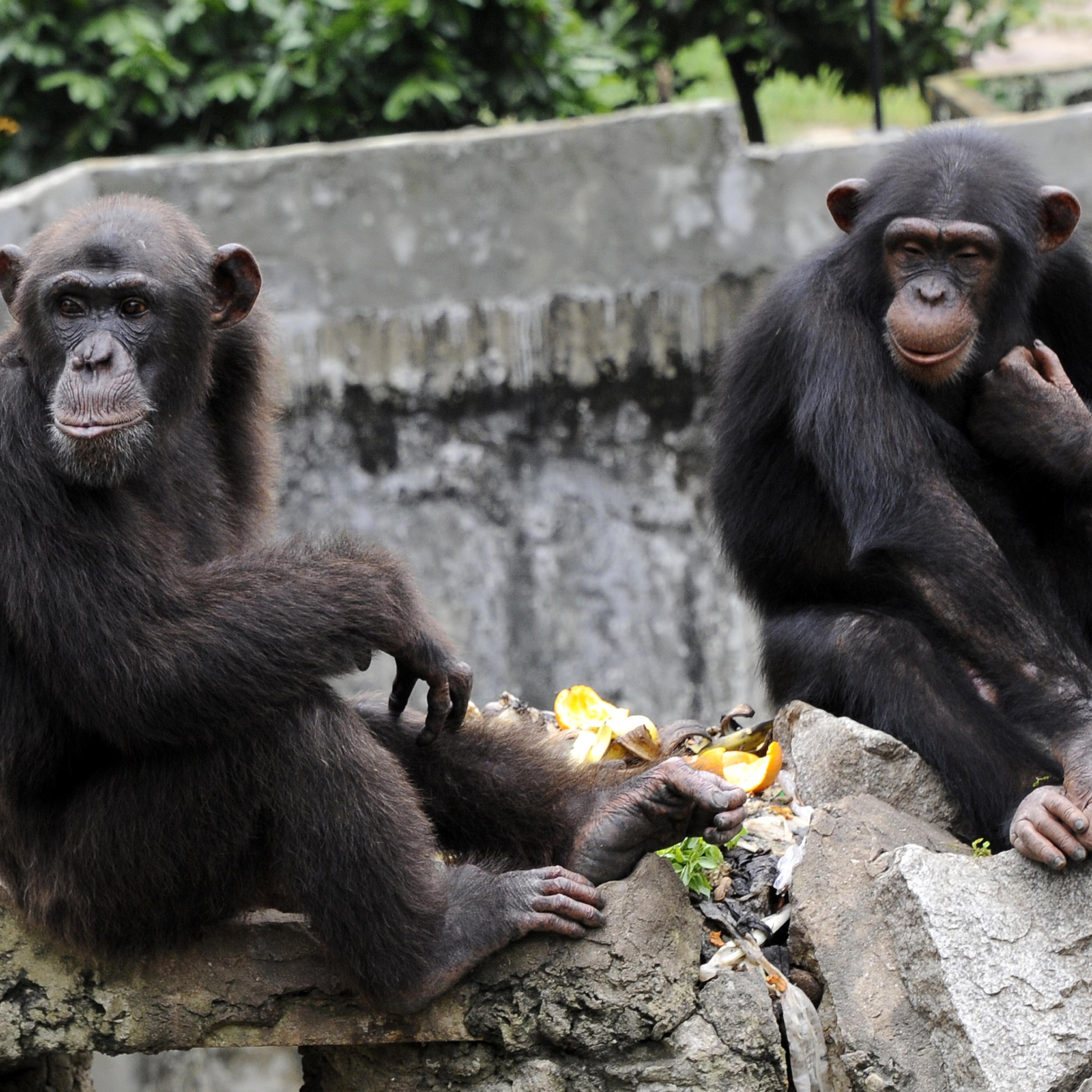 ICOAST-ANIMAL-ZOO