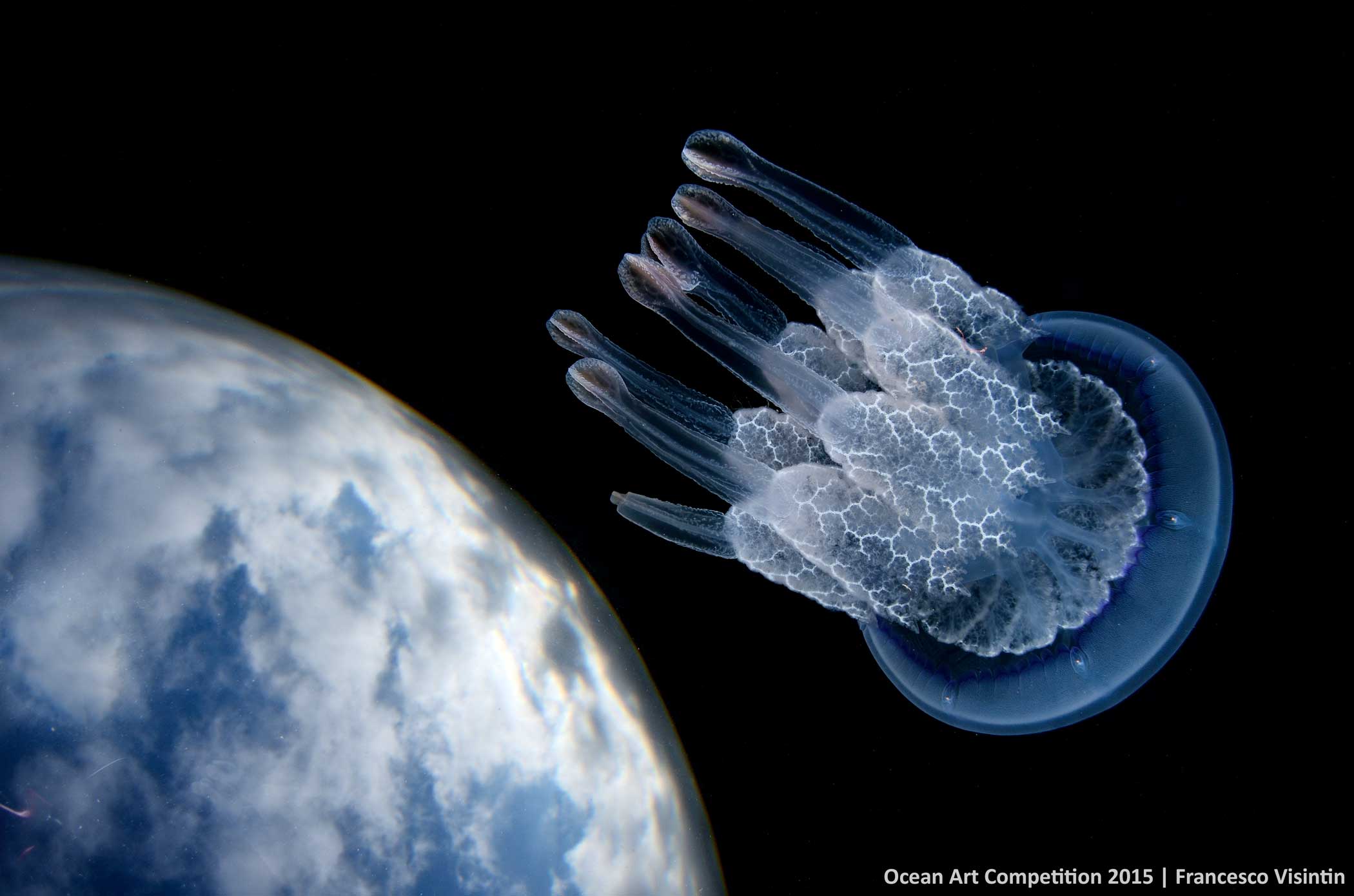 The story: In the last summer a conjunction of several factors: the sea temperature rise in conjunction with coelenterates reproduction period and the decrease of natural predators, dramatically boosted the population of Rhizostoma pulmo. Then Mistral wi
