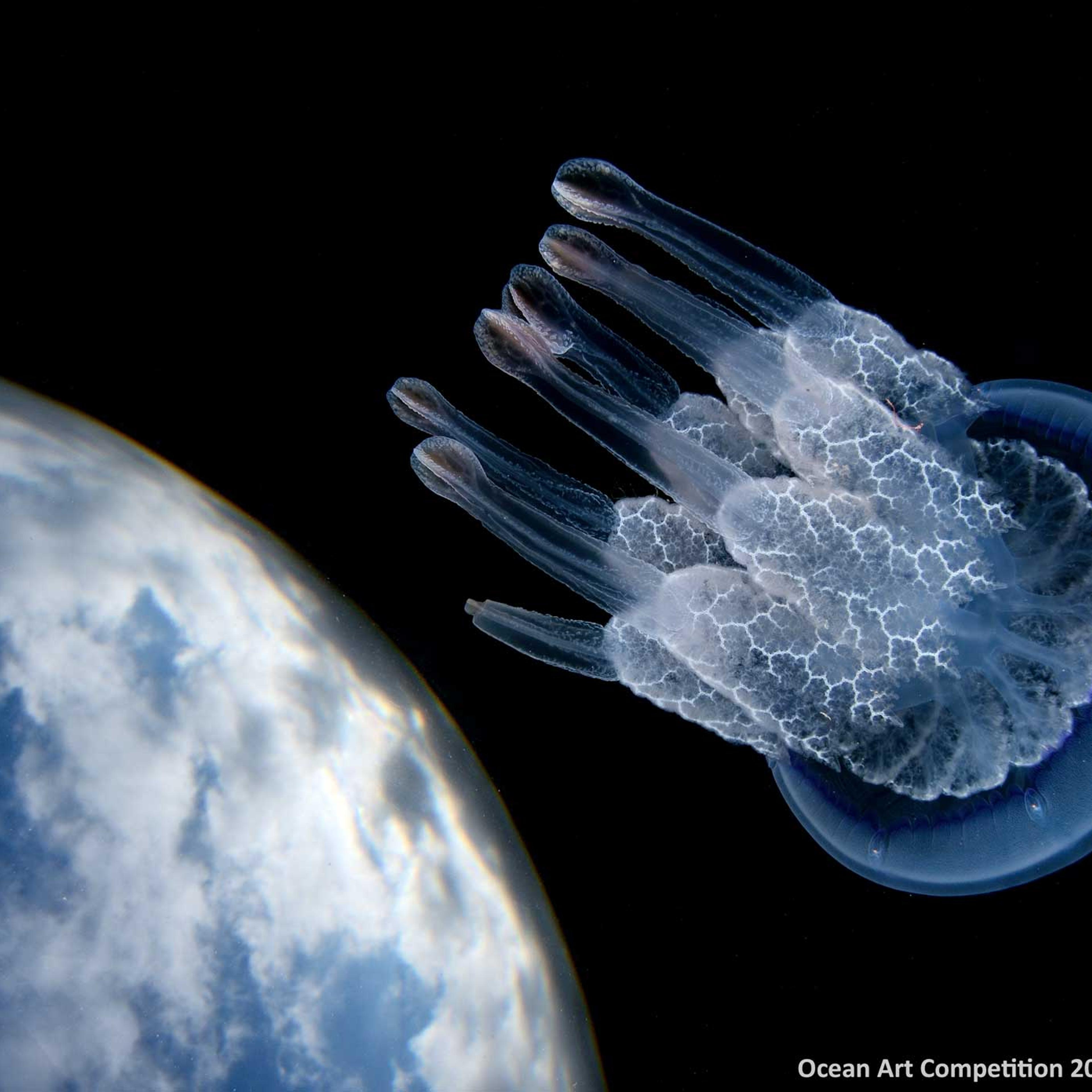 The story: In the last summer a conjunction of several factors: the sea temperature rise in conjunction with coelenterates reproduction period and the decrease of natural predators, dramatically boosted the population of Rhizostoma pulmo. Then Mistral wi