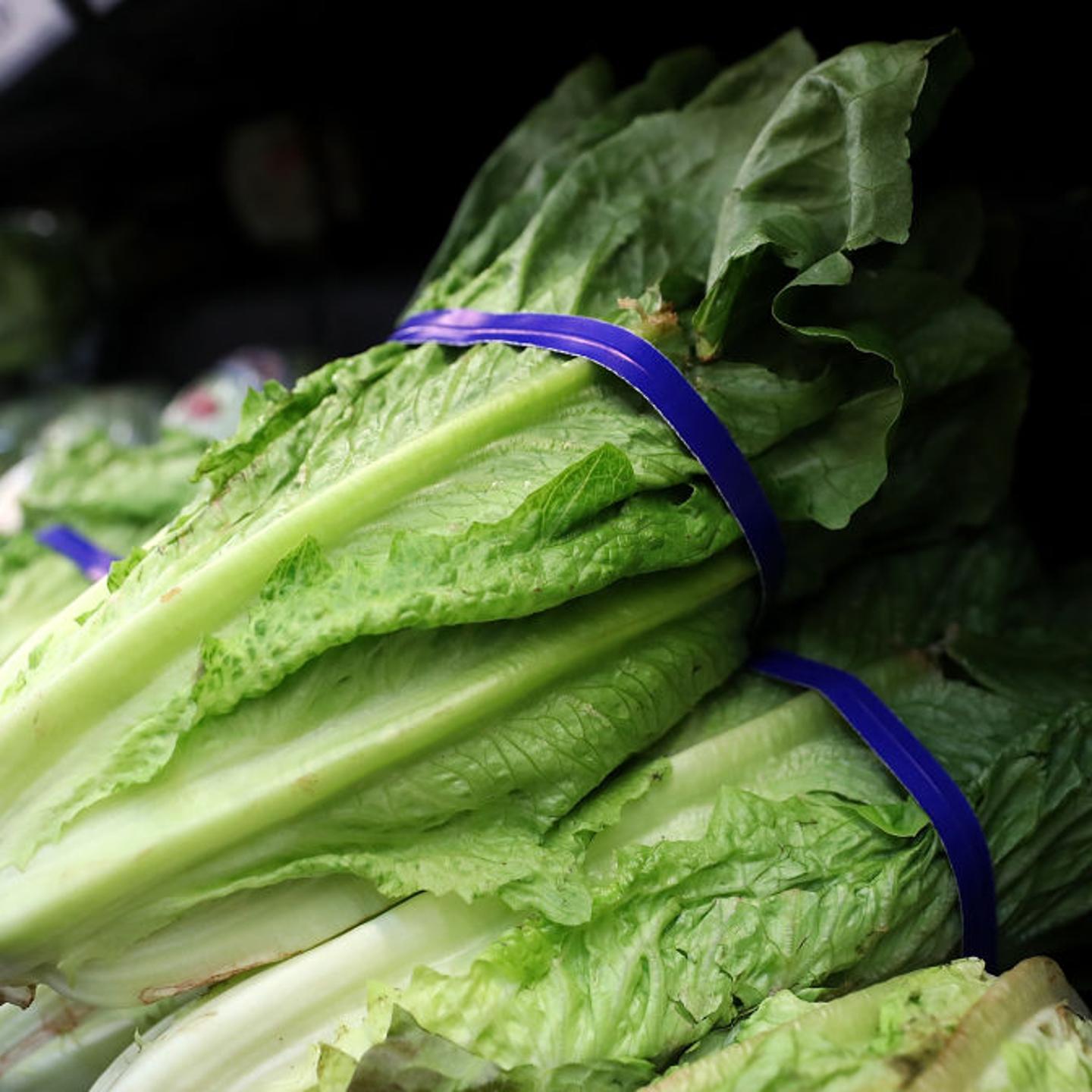 Romaine Lettuce