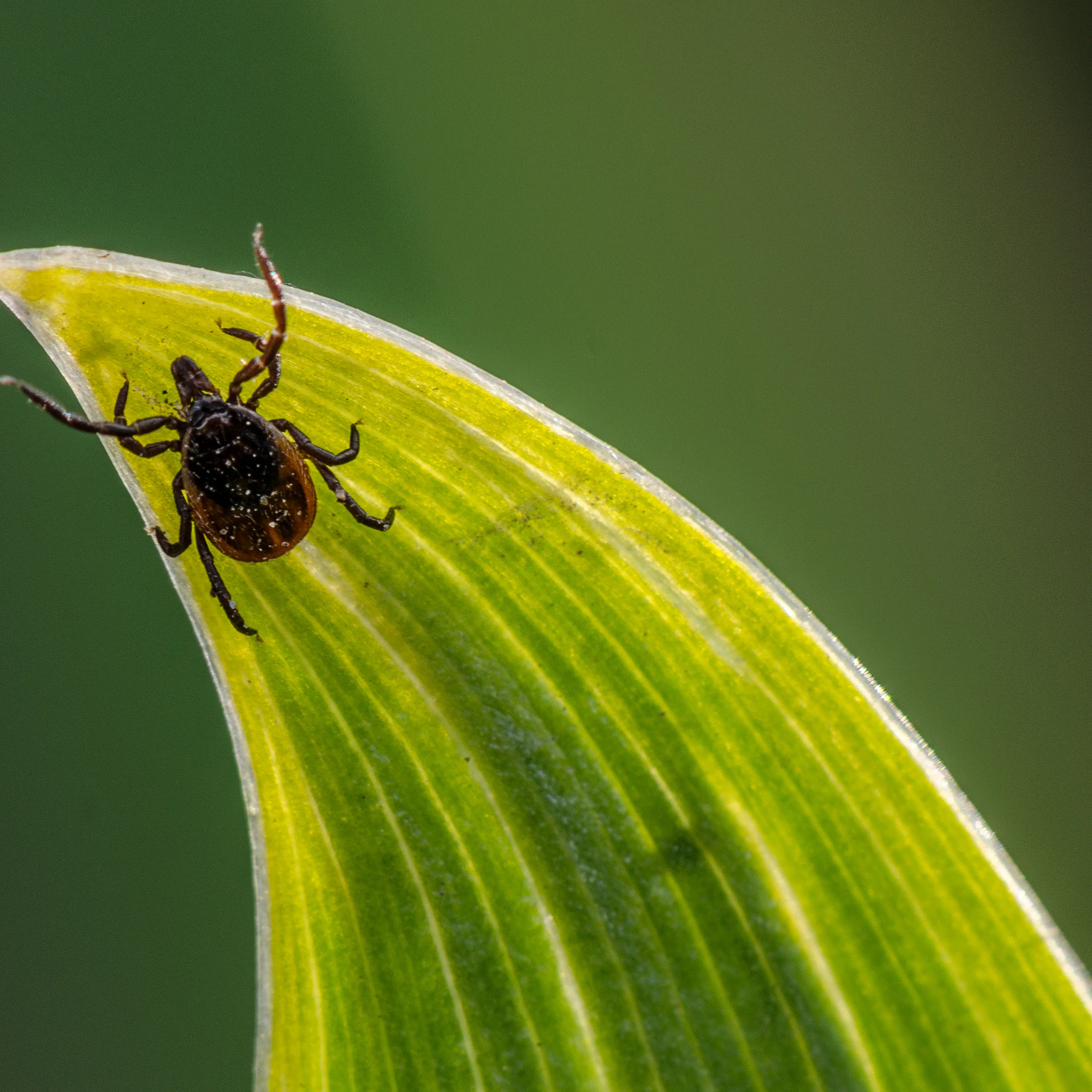 A tick in the garden trying to get on a carrier