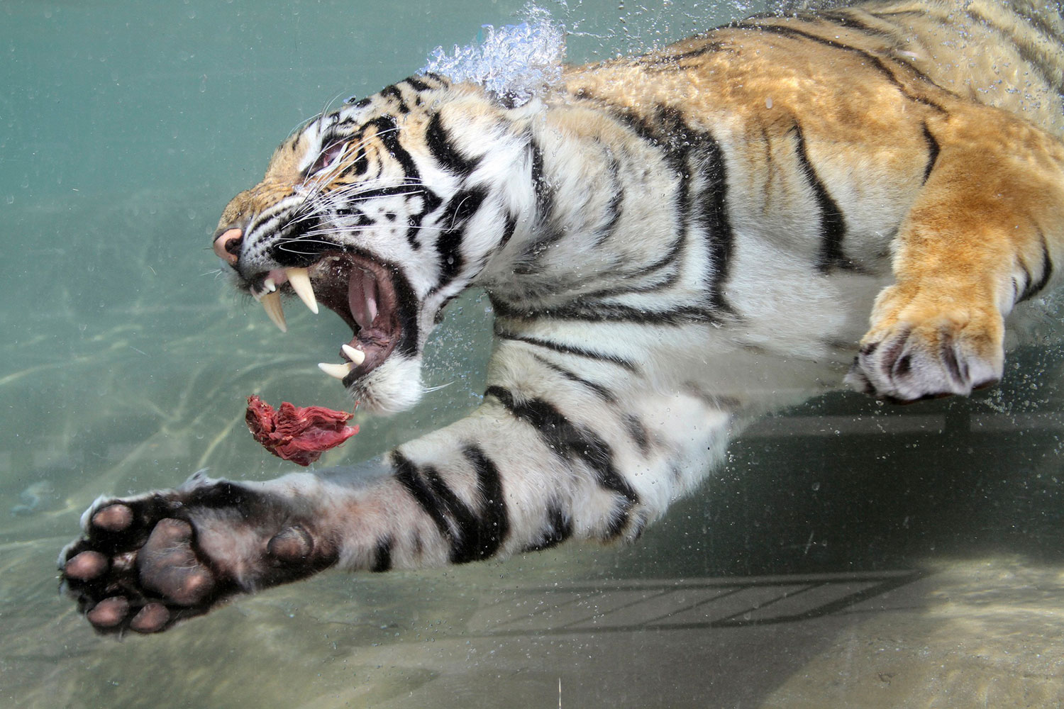 Akasha, a two-year-old female Bengal tiger, swims after a chunk of meat thrown into her pool at Six Flags Discovery Kingdom in Vallejo, California, May 5, 2011. Unlike most cats, tigers enjoy the water and with the hot temperatures in the area, the park's cats can often be seen lounging in the water.  