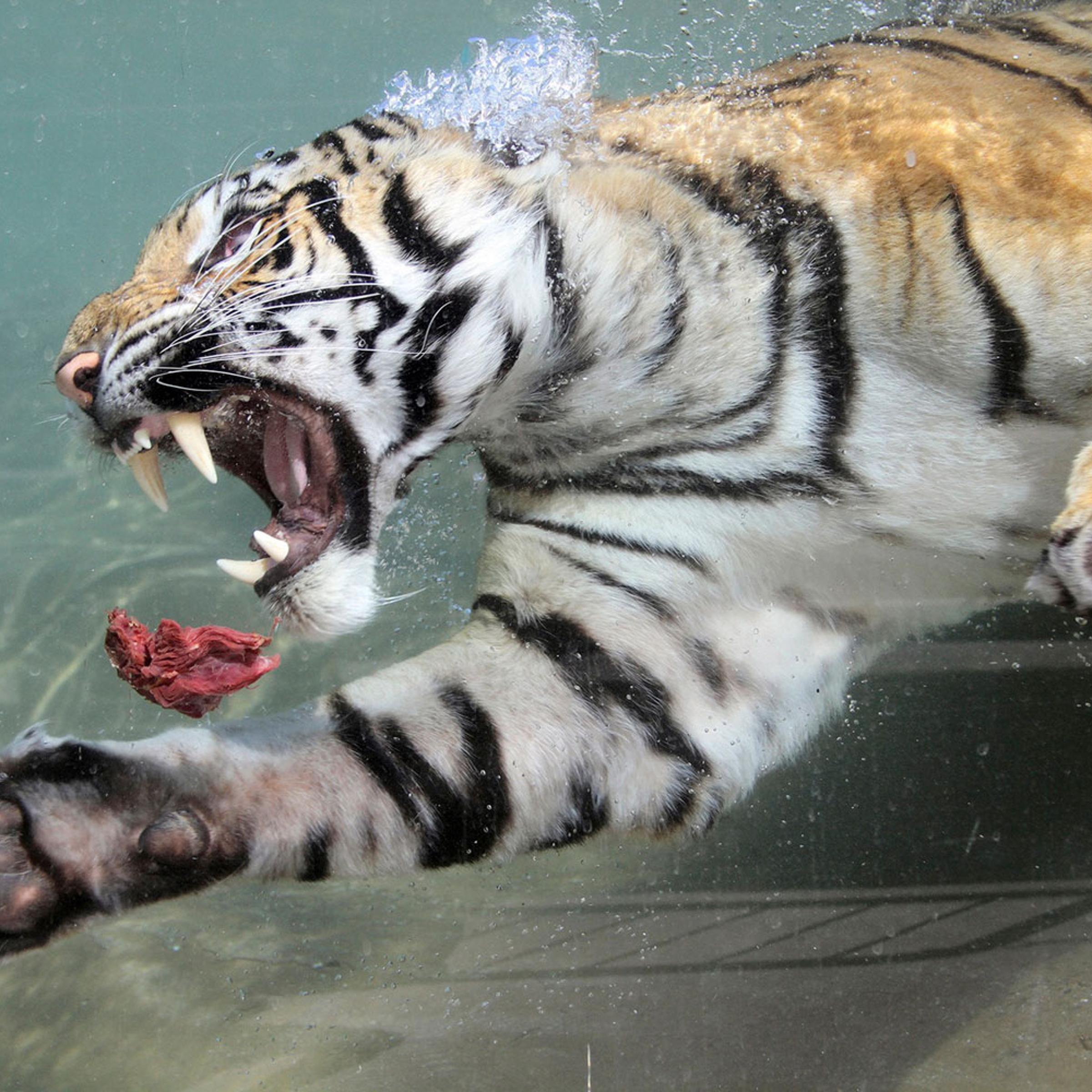 Akasha, a two-year-old female Bengal tiger, swims after a chunk of meat thrown into her pool at Six Flags Discovery Kingdom in Vallejo, California, May 5, 2011. Unlike most cats, tigers enjoy the water and with the hot temperatures in the area, the park's cats can often be seen lounging in the water.