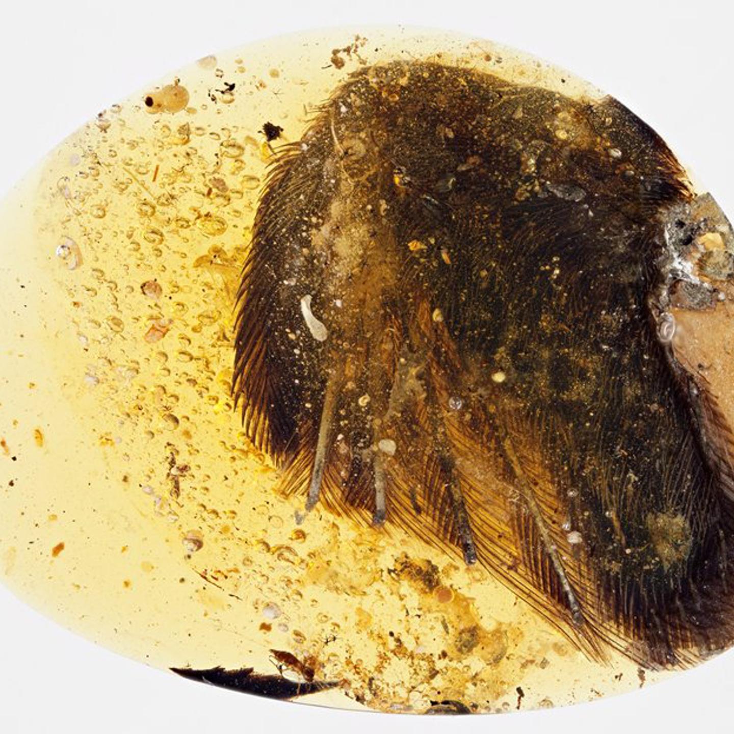Amber containing an impeccably preserved bird's wing tip, found in the Hukawng Valley in northern Myanmar and described in the journal "Nature Communications," published June 28, 2016.
