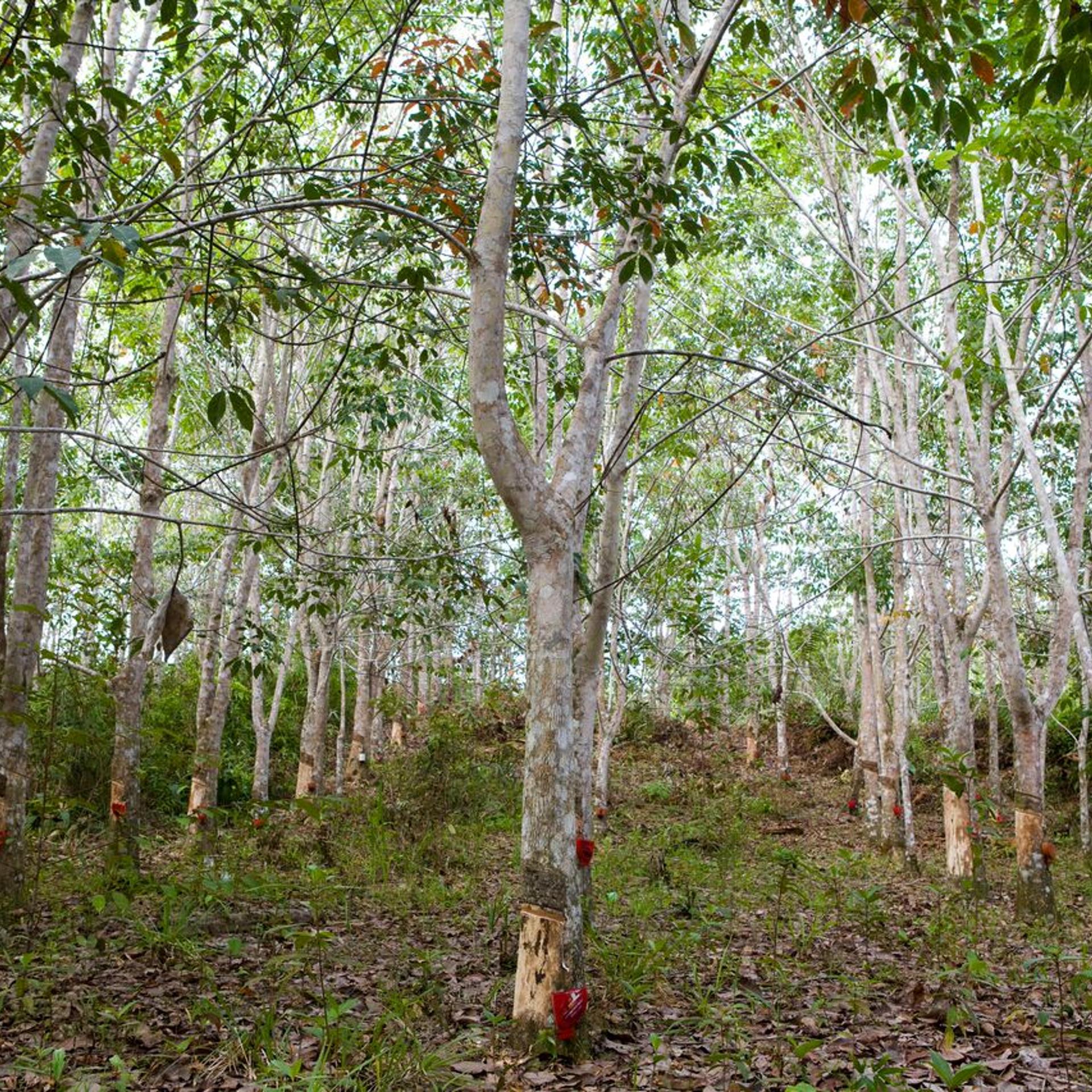 Rubber trees, Long Pahangai, Borneo