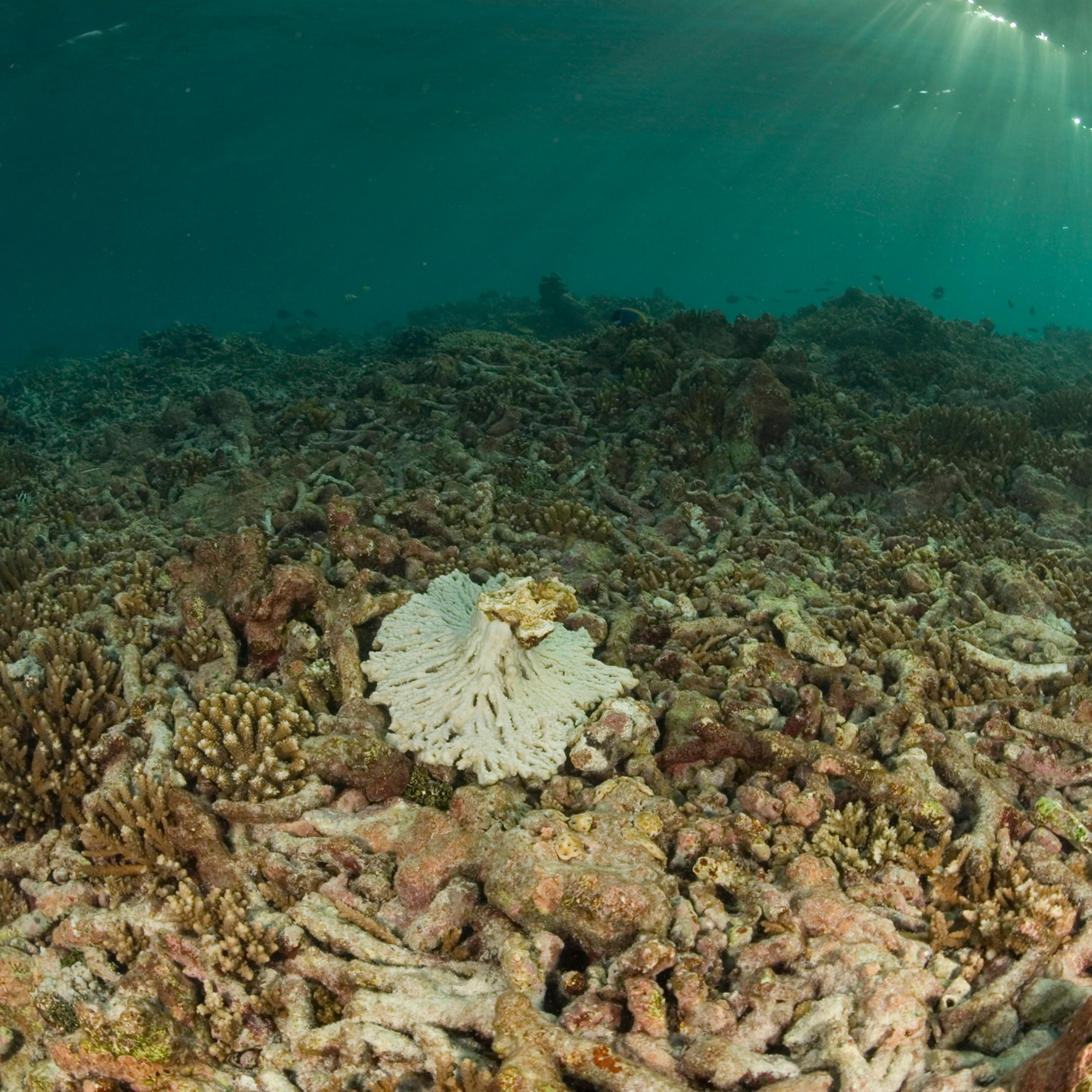 degraded coral reef