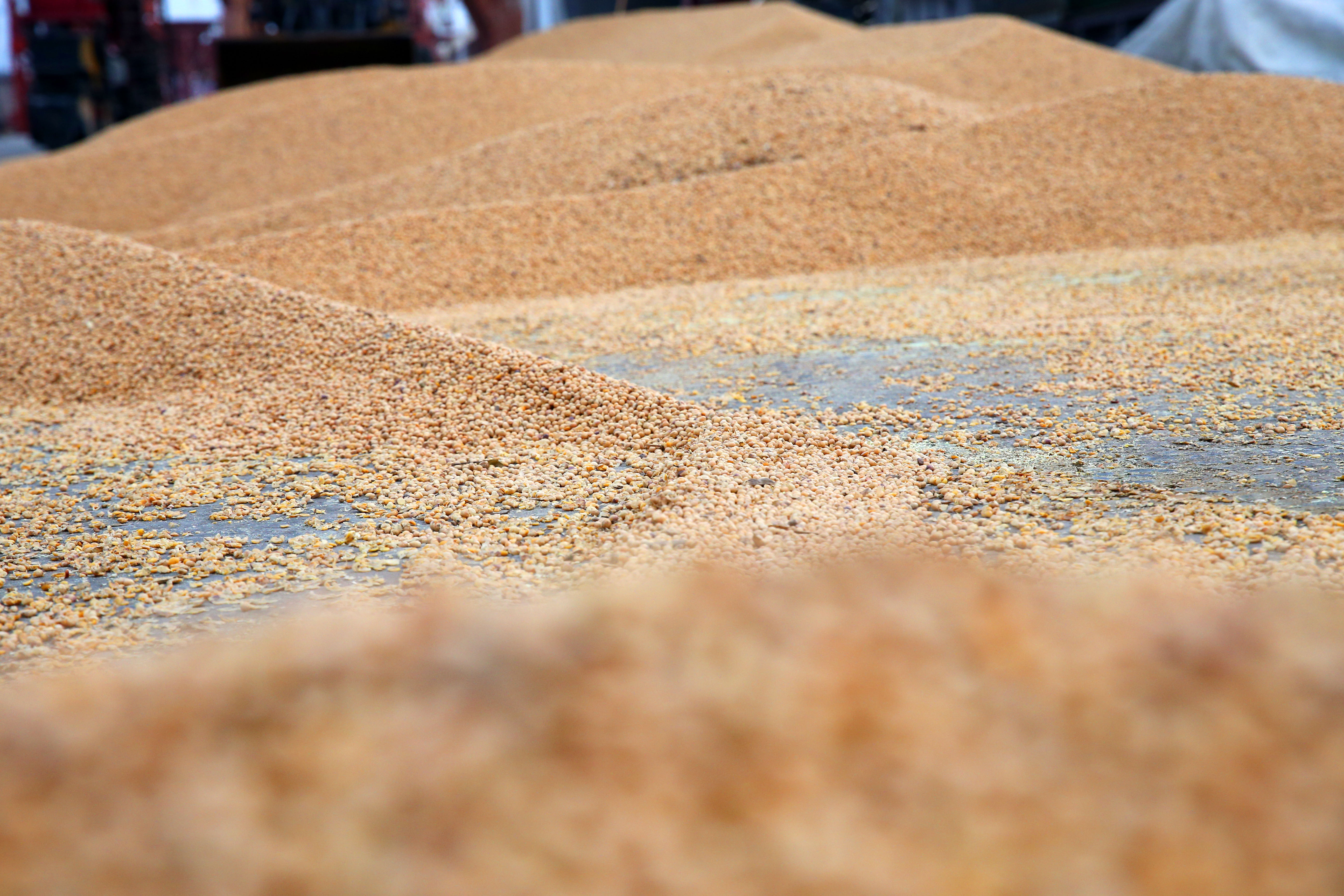 china soybeans