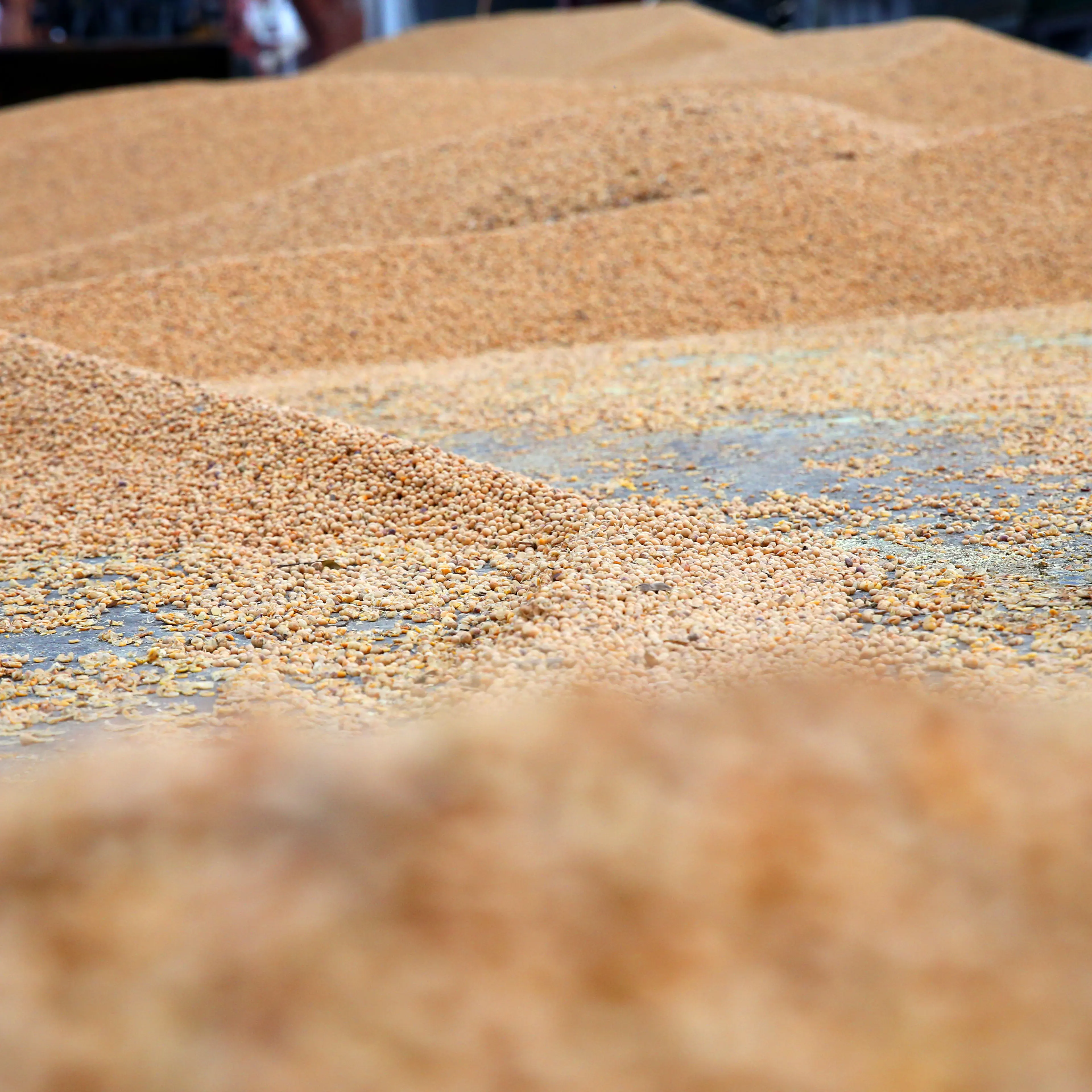 china soybeans