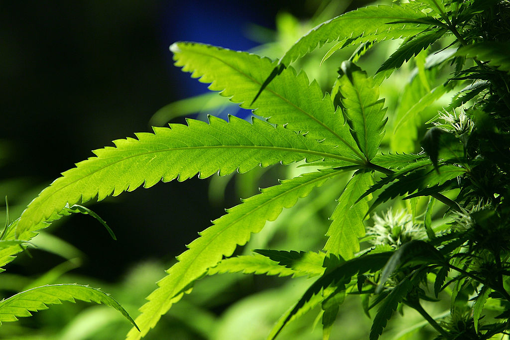 A cannabis plant grows in the Amsterdam Cannabis College on Feb. 7, 2007 in Amsterdam, Netherlands.