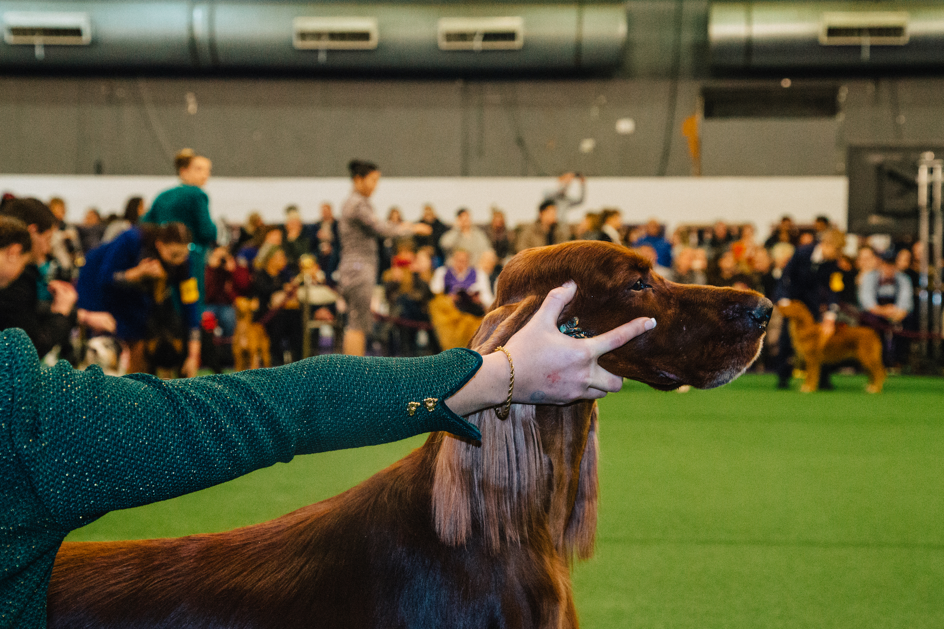 An Irish Setter is judged during the Sporting Breed showcase at the 2019 Westminster Dog Show in New York City.