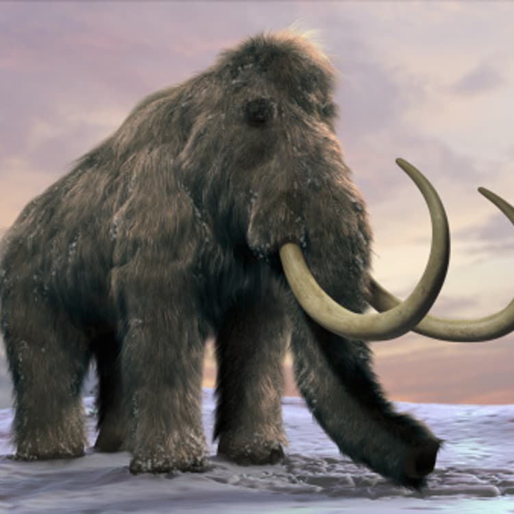 Woolly Mammoth