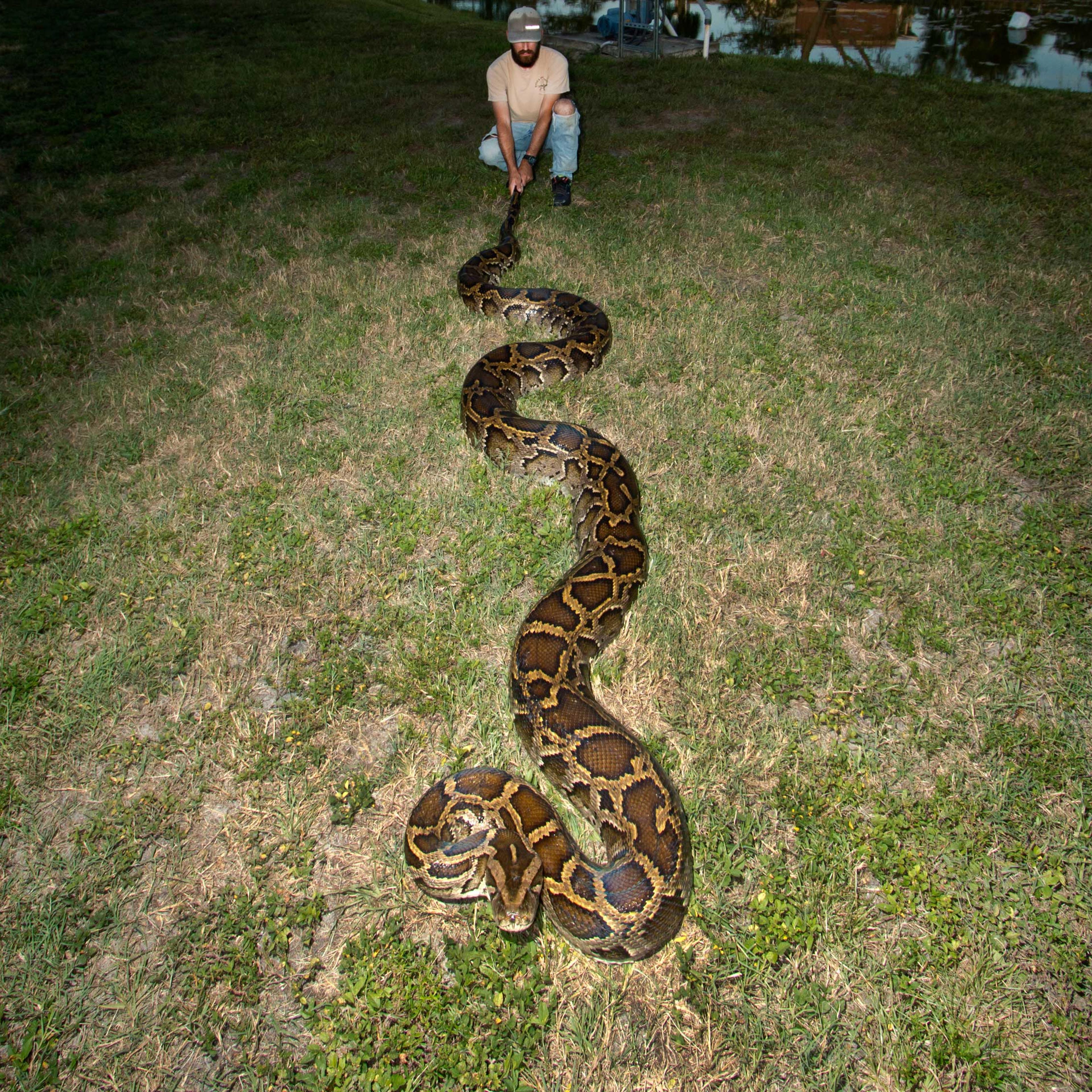 18 foot python captured florida everglades