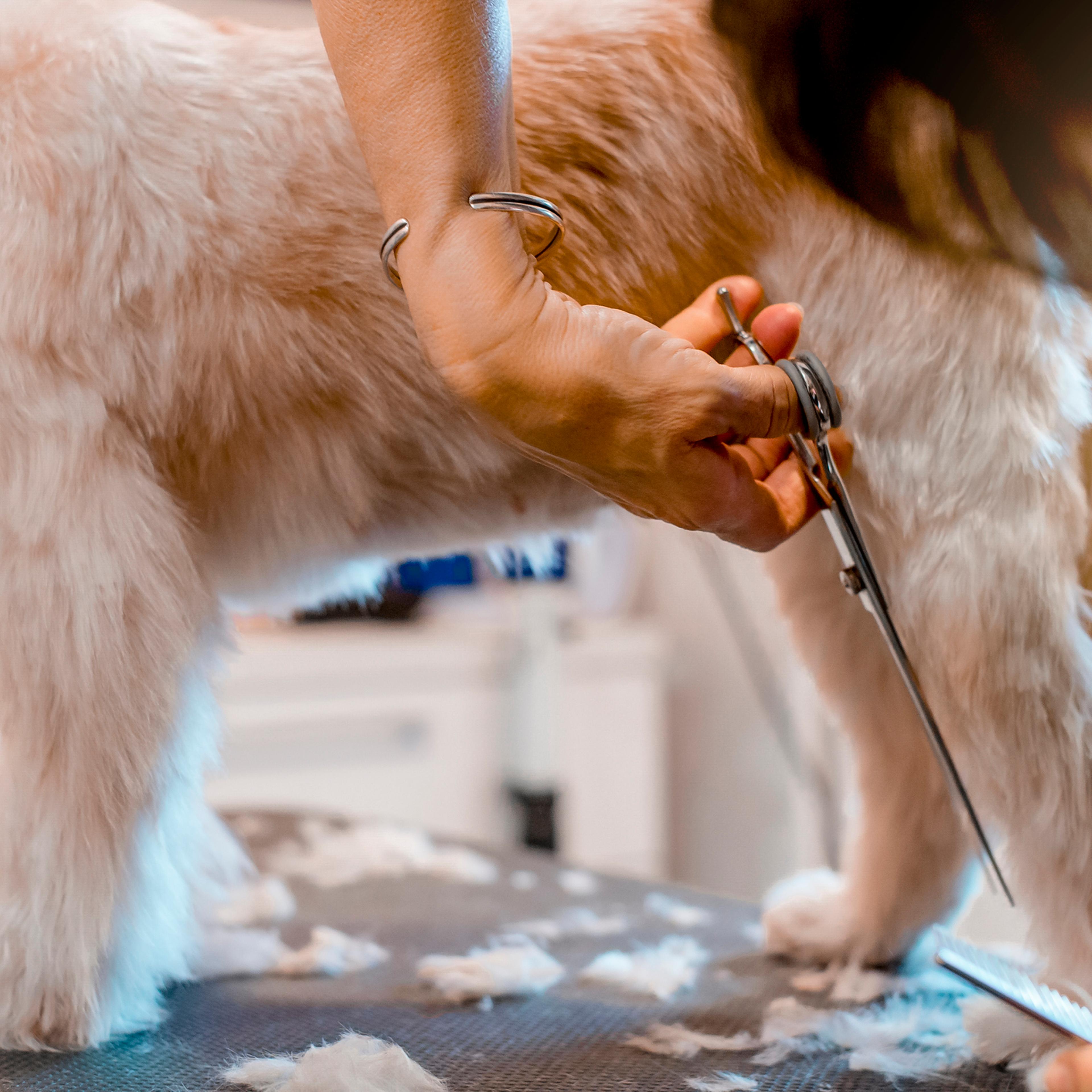 Pet groomer with scissors makes grooming