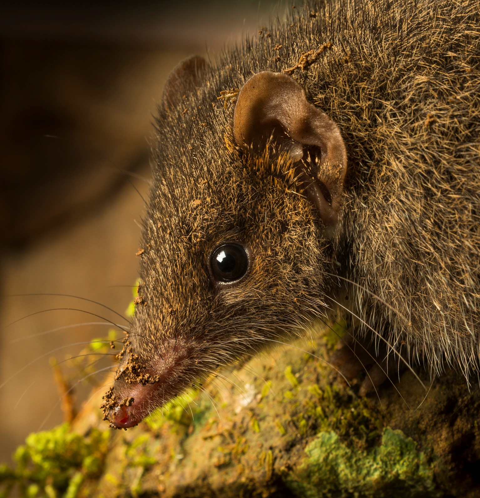 Black-tailed dusky antechinus