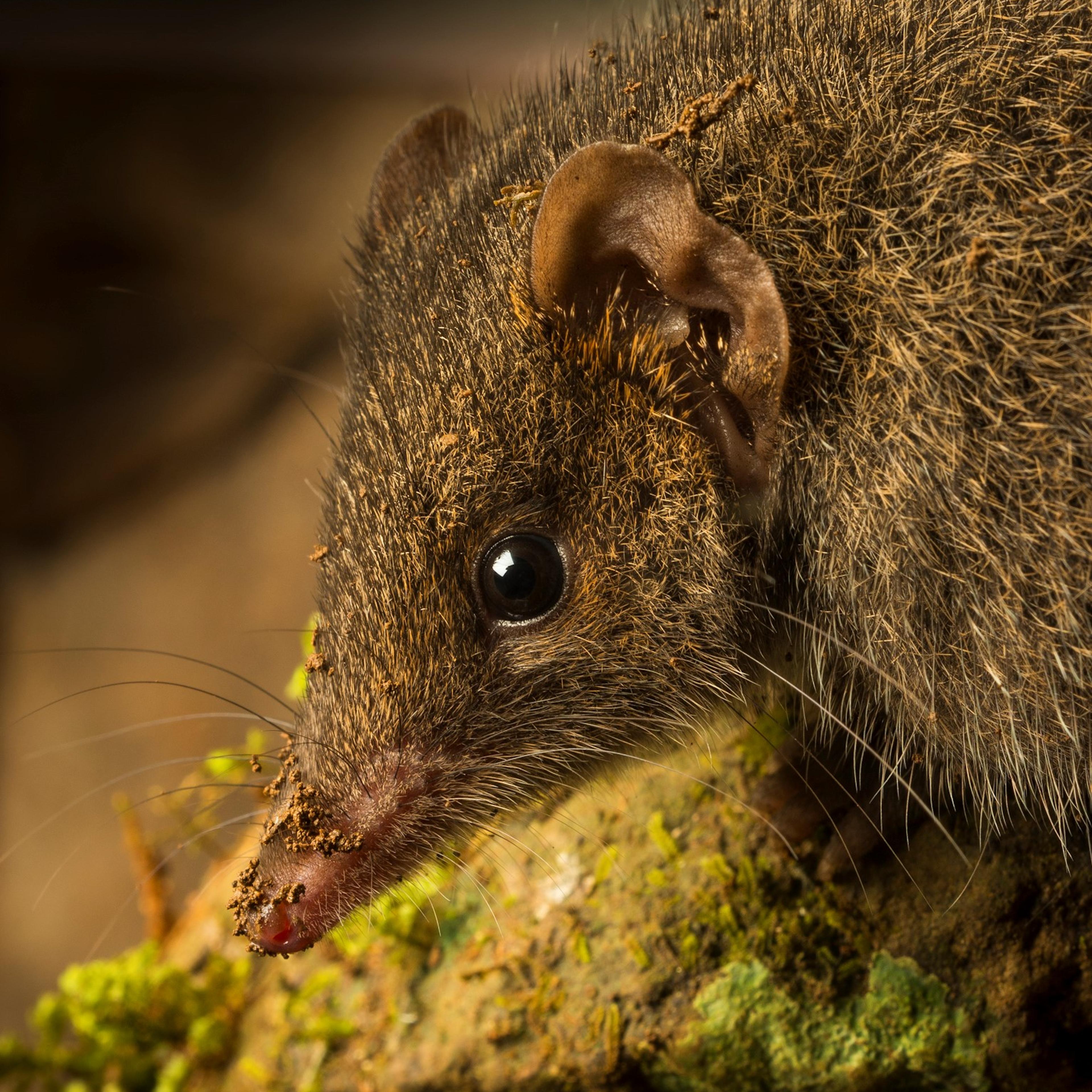 Black-tailed dusky antechinus