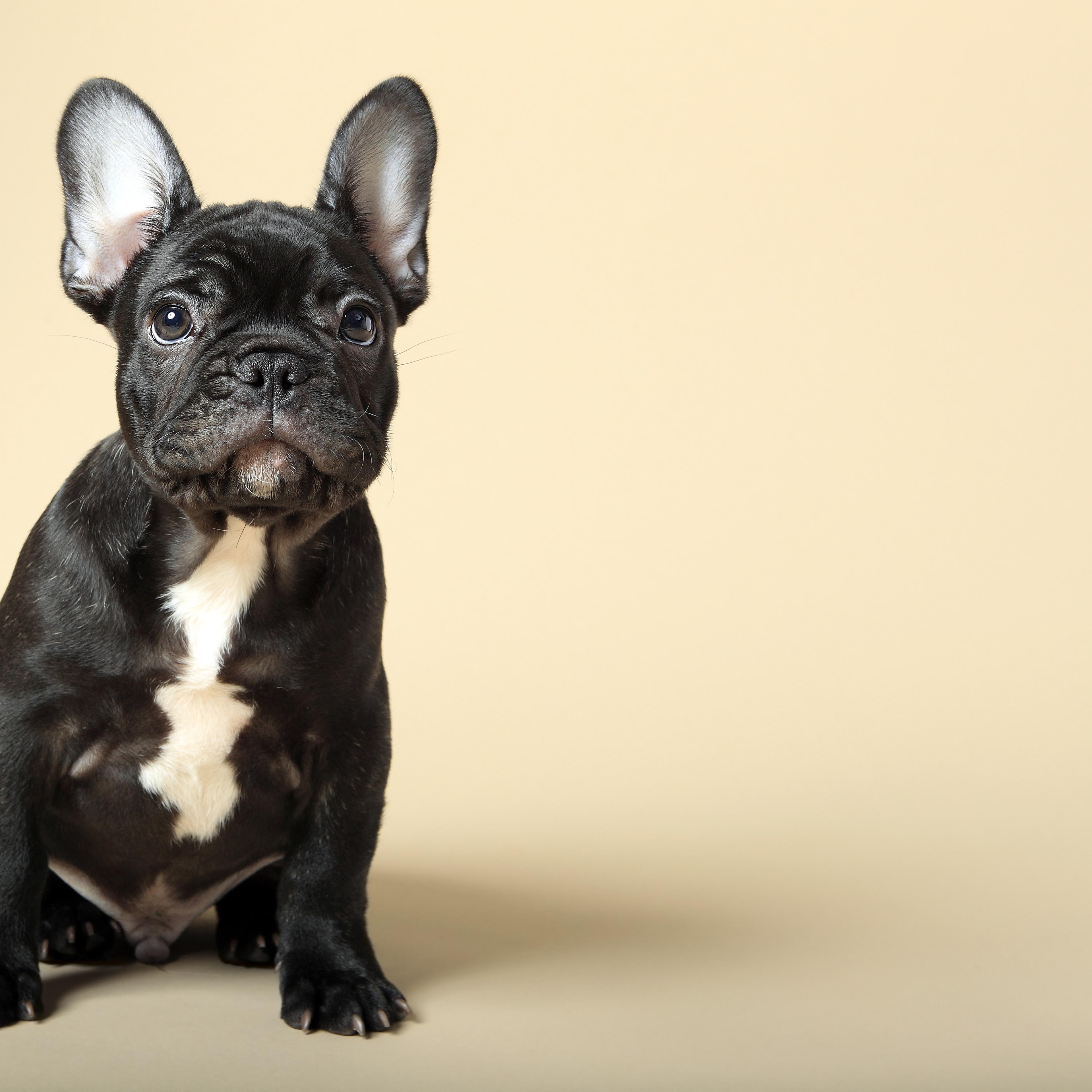 French Bulldog Puppy