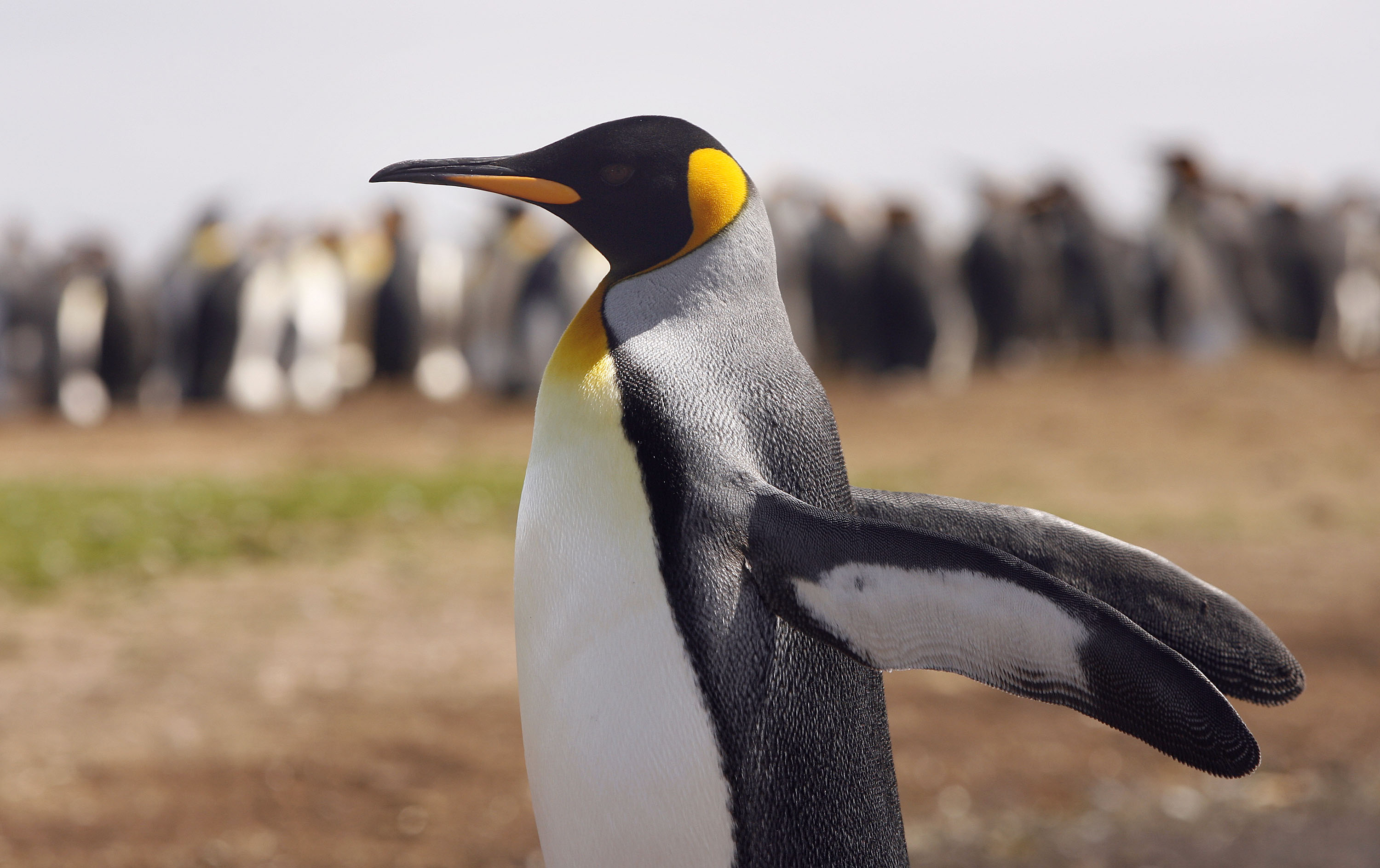 The Falkland Islands - 25 Years After The War