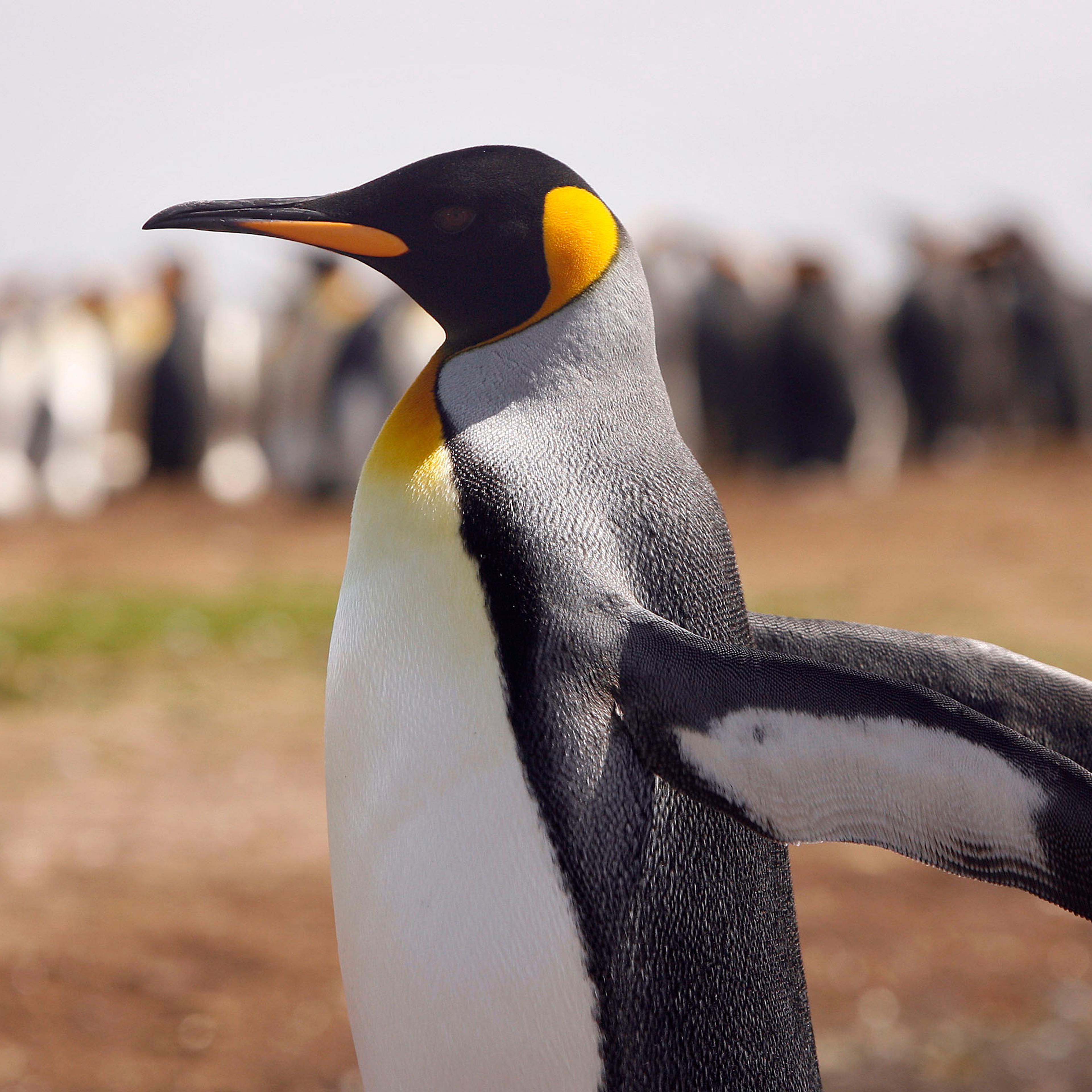 The Falkland Islands - 25 Years After The War