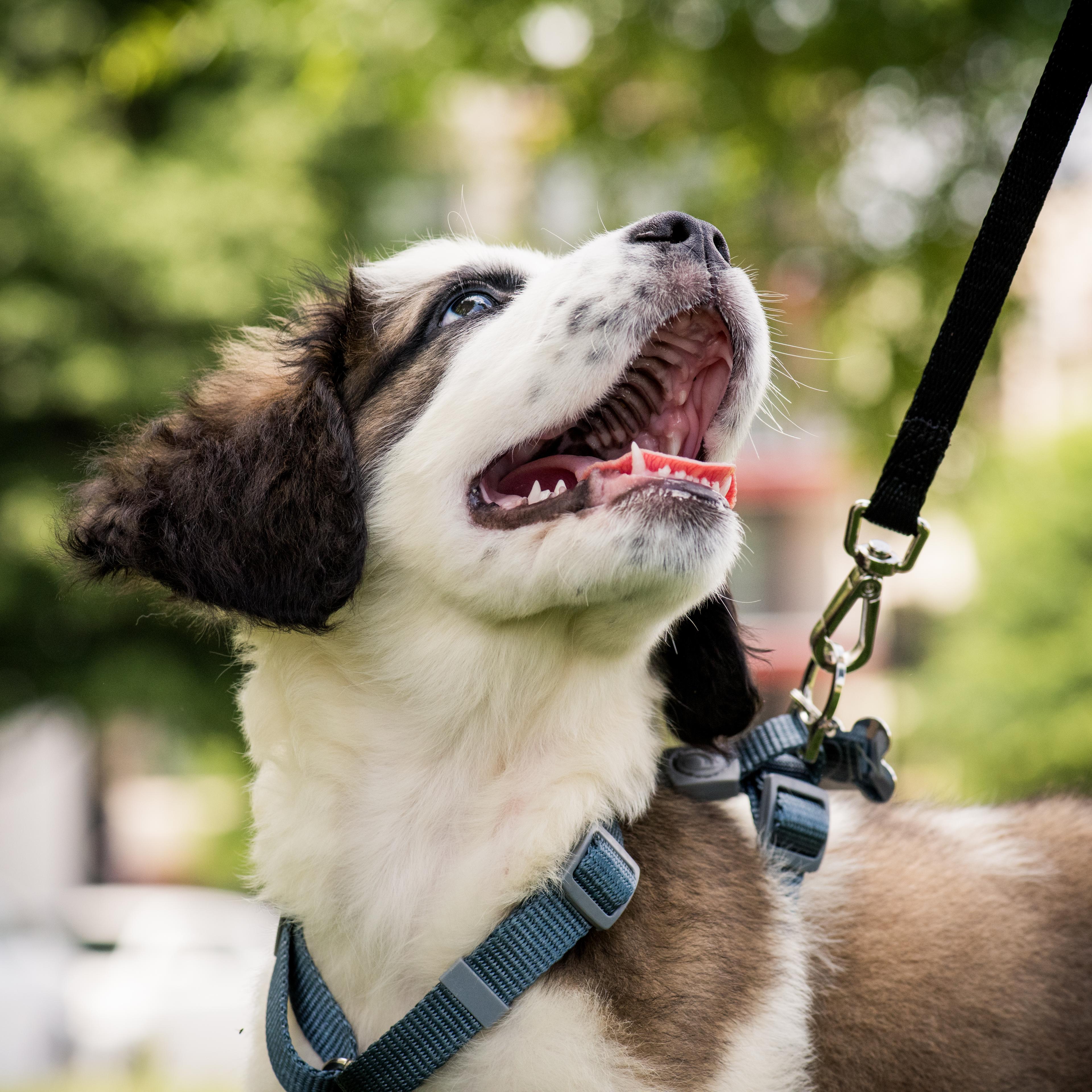 Dog walking