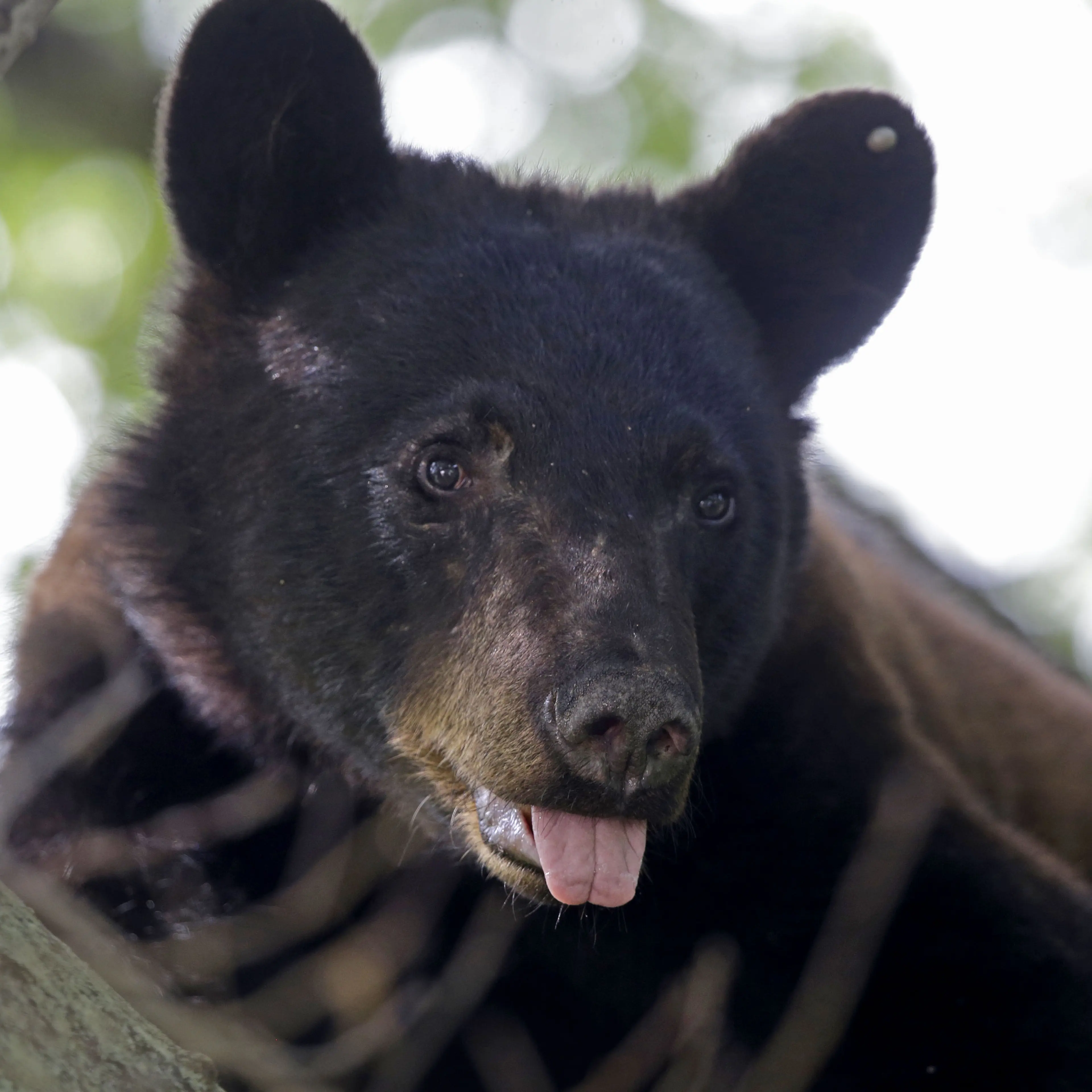 In this May 17, 2015 photo, a Louisiana Black Bear, sub-species of the black bear that is protected under the Endangered Species Act, is seen in a water oak tree in Marksville, La.