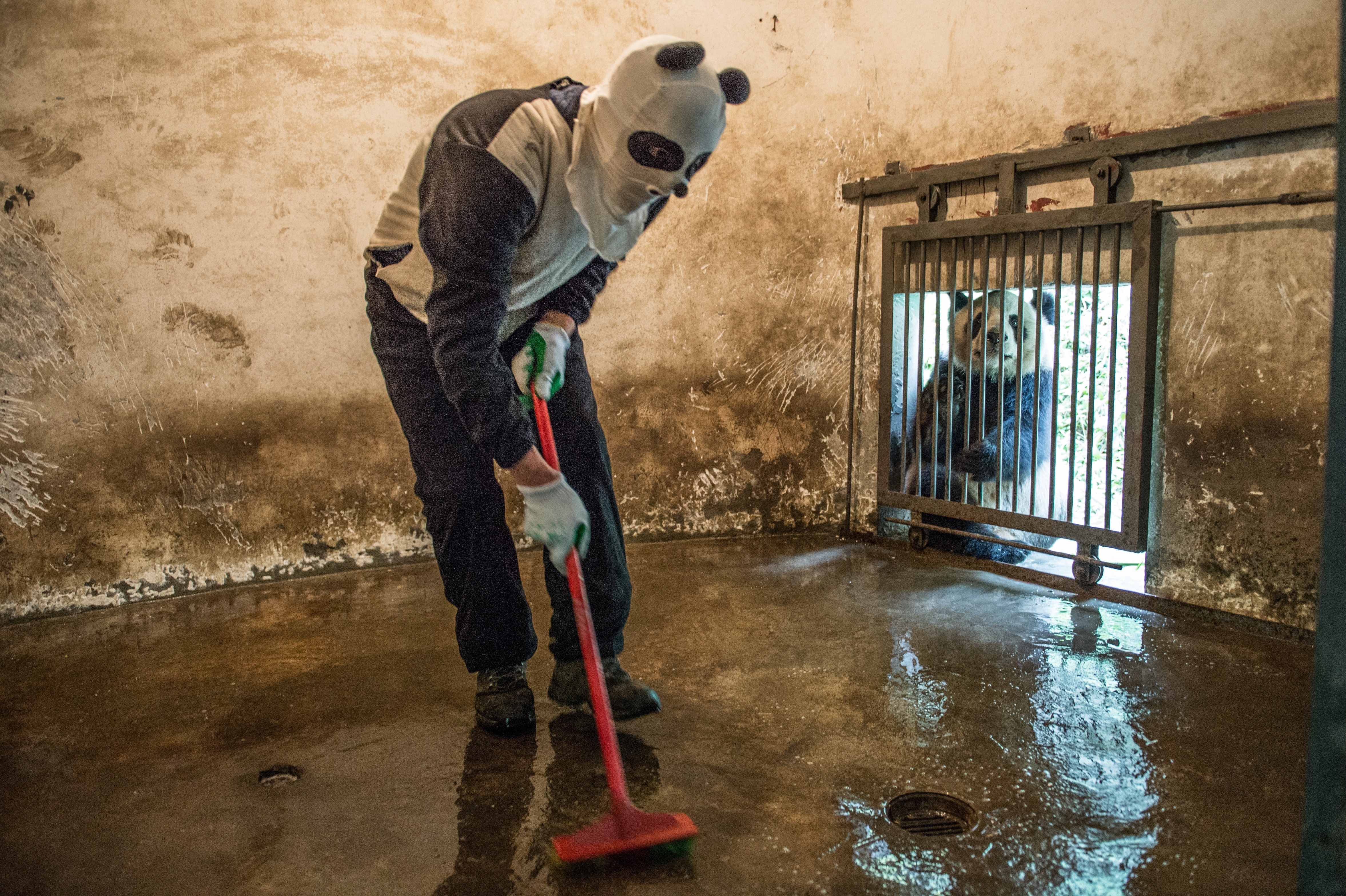 Bearly human A costumed caretaker cleans a giant-panda enclosure while an inhabitant peers in