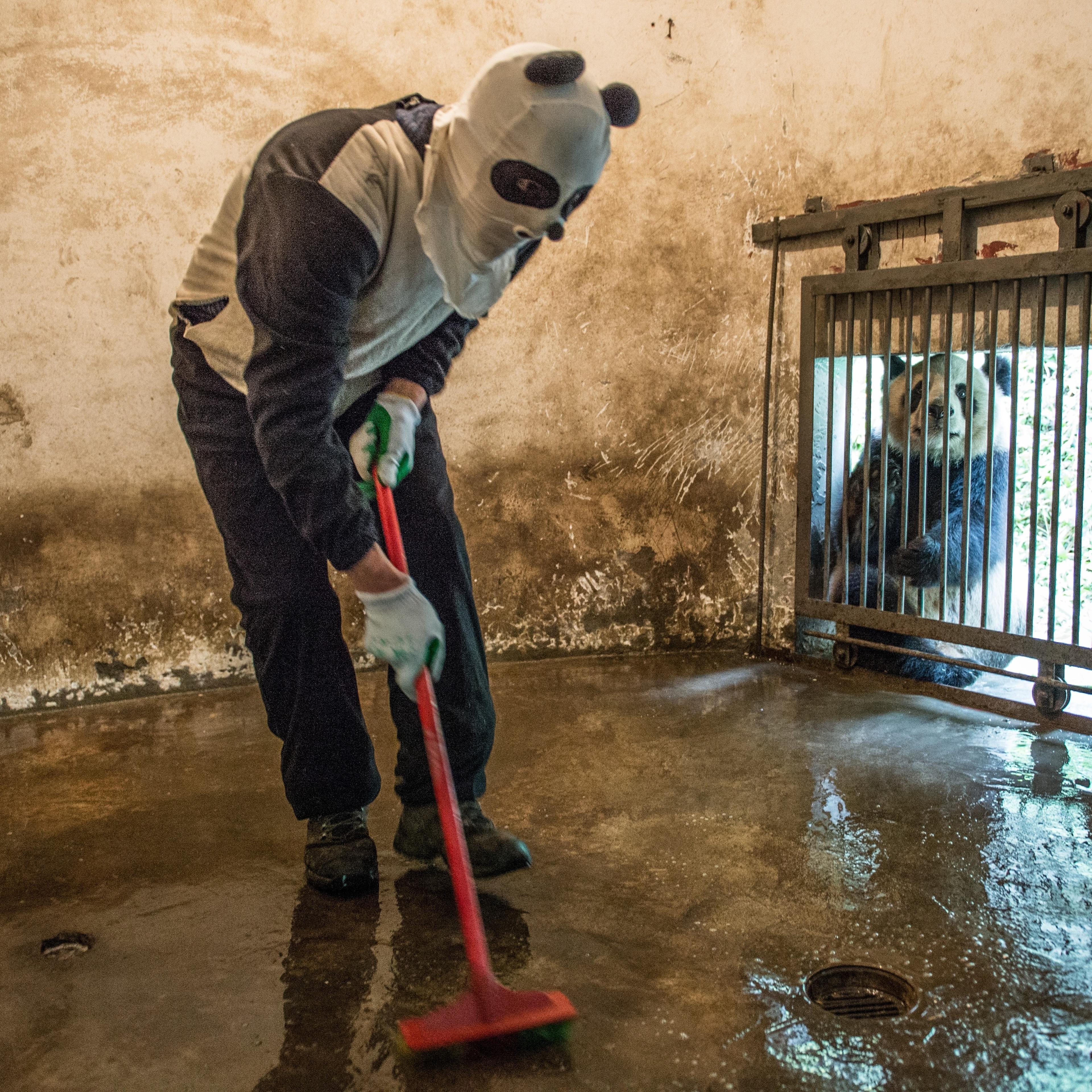 Bearly human A costumed caretaker cleans a giant-panda enclosure while an inhabitant peers in