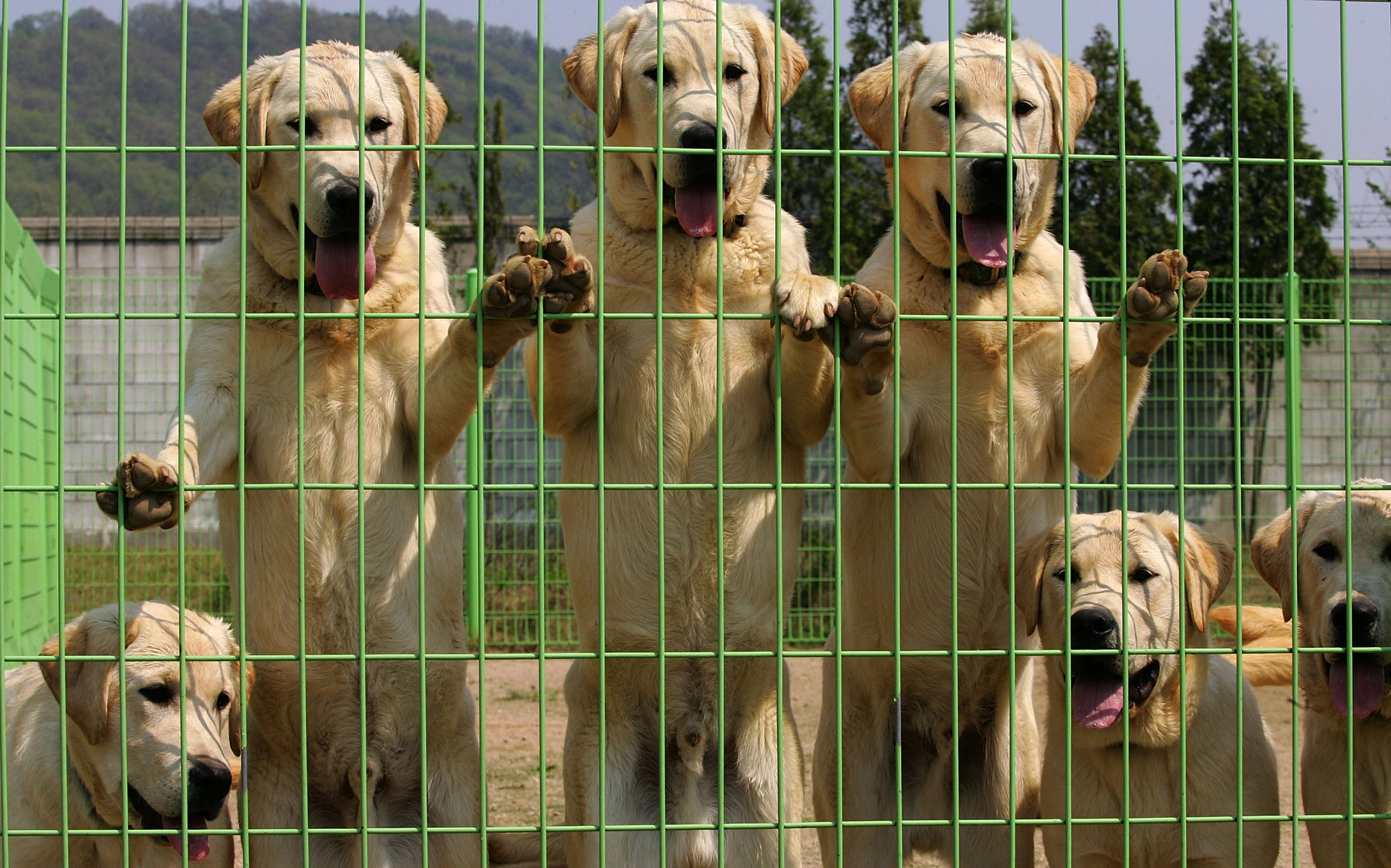 INCHEON, SOUTH KOREA - APRIL 24: Toppy (Tomorrow's Puppy) a cloned puppy are seen at the detector dog training centre of the Korea Customs Service on April 24, 2008 in Incheon, Korea. The seven Golden Retriever clones were born in 2007 and have so far pa