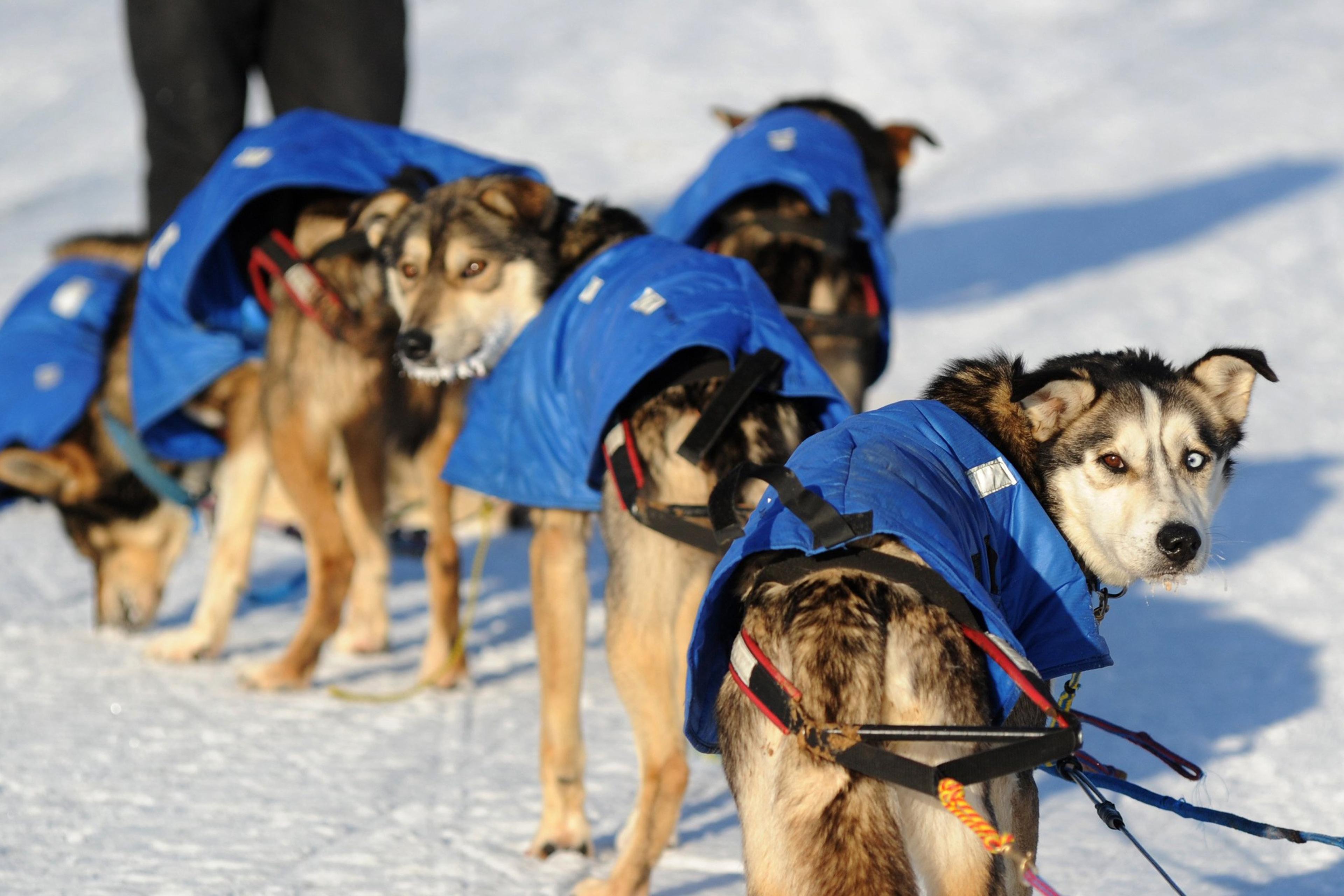 Iditarod