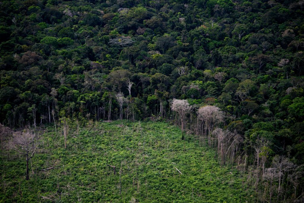 With Bolsonaro Gone, Lula Could Save Amazon Rainforest