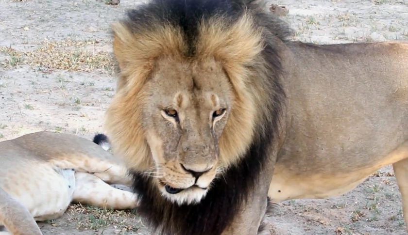 Zimbabwe Lion Killed