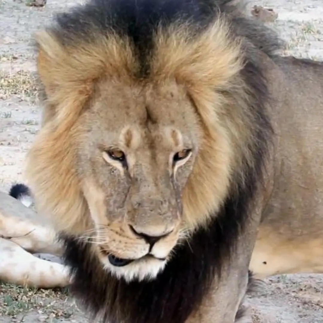 Zimbabwe Lion Killed