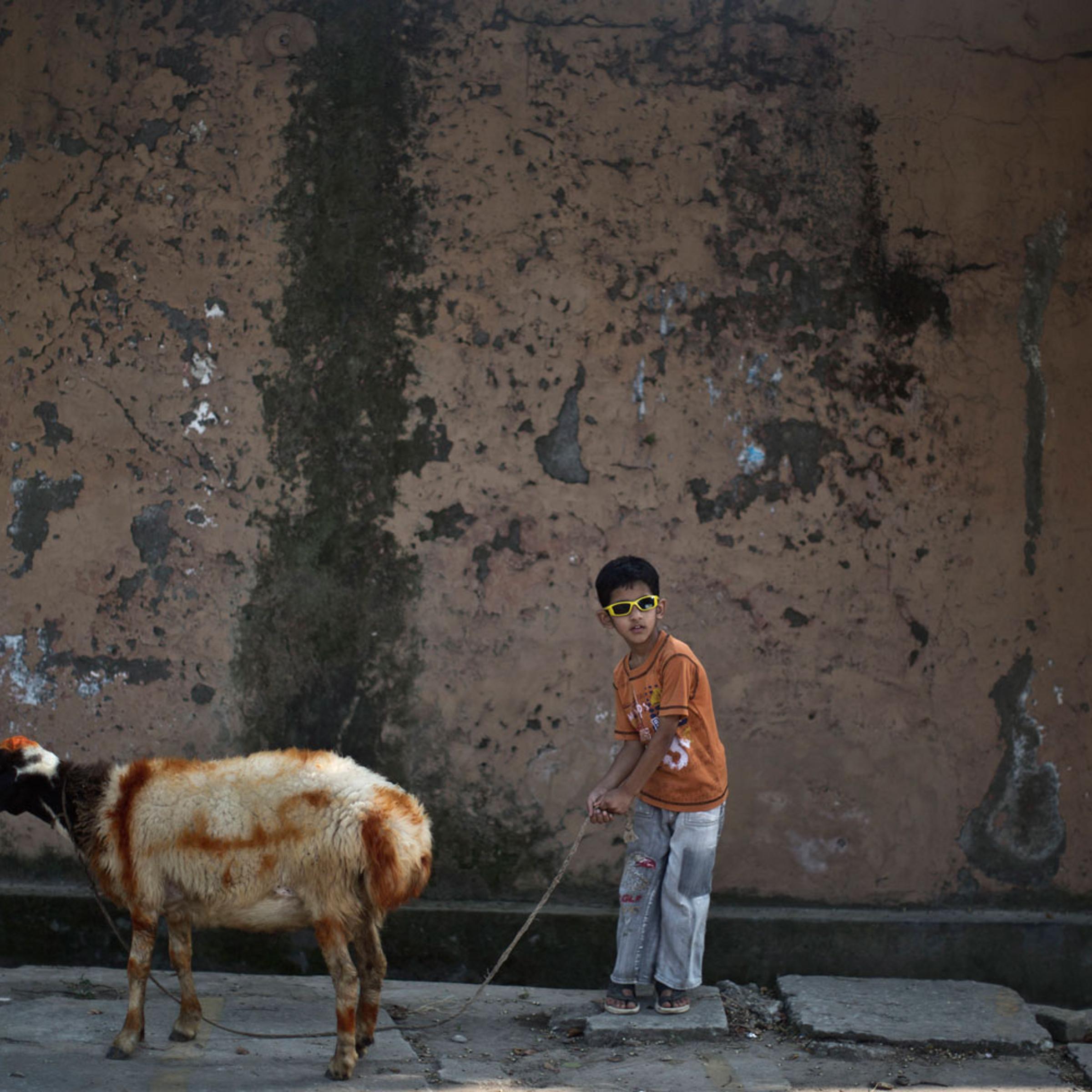 Saad Imran, 6, walks his painted sheep back home in Islamabad, Pakistan.