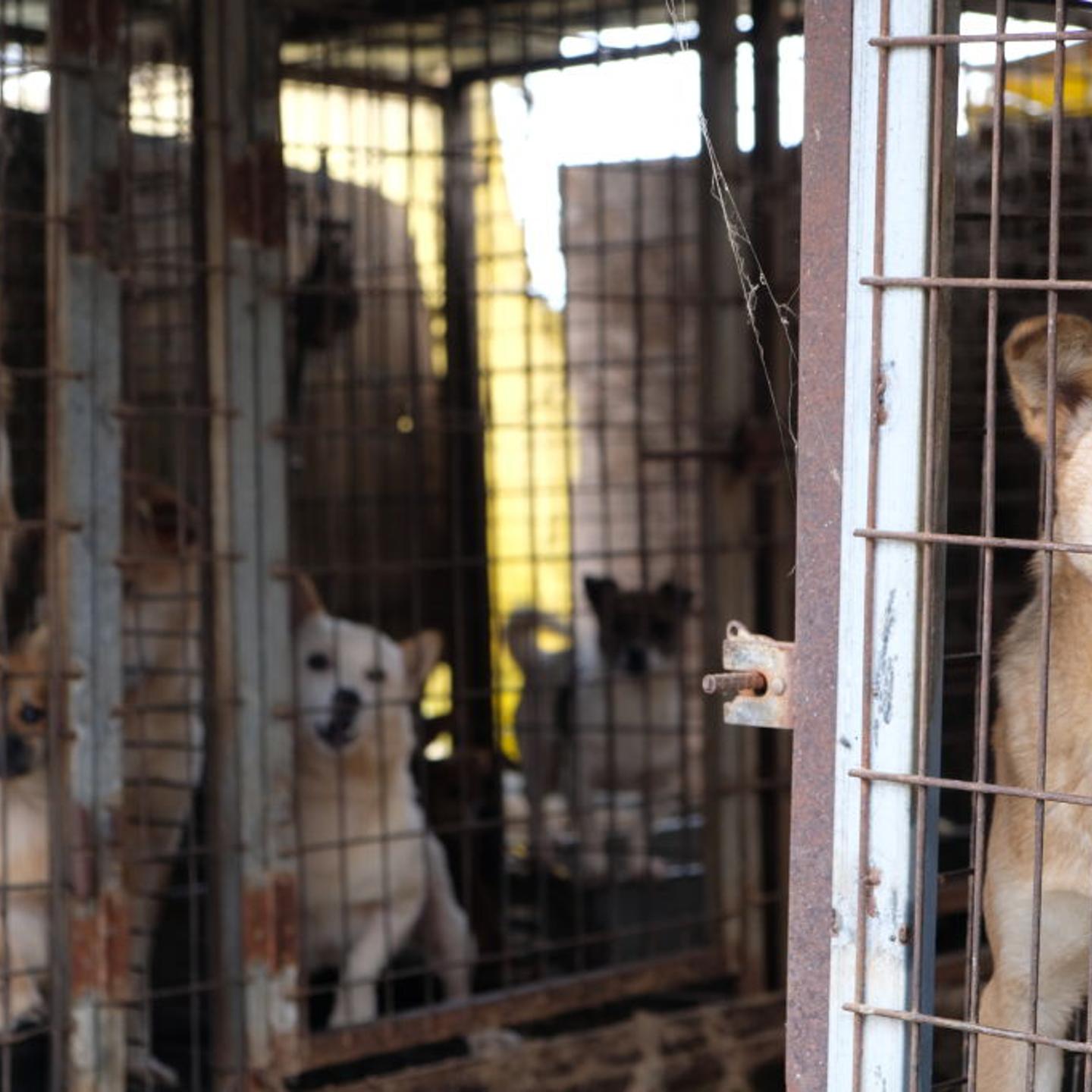 KOREA DOG MARKET