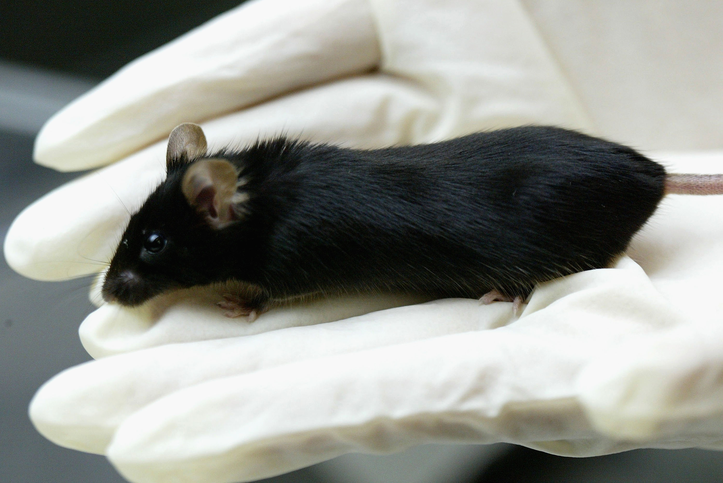 TOKYO, JAPAN : Kaguya, the fatherless mouse at the Tokyo University of Agriculture lab in Tokyo on April 23, 2004 in Tokyo, Japan. Kaguya, a fatherless mouse created by a group of researchers chiefly from Japan and South Korea. They have succeeded in cre