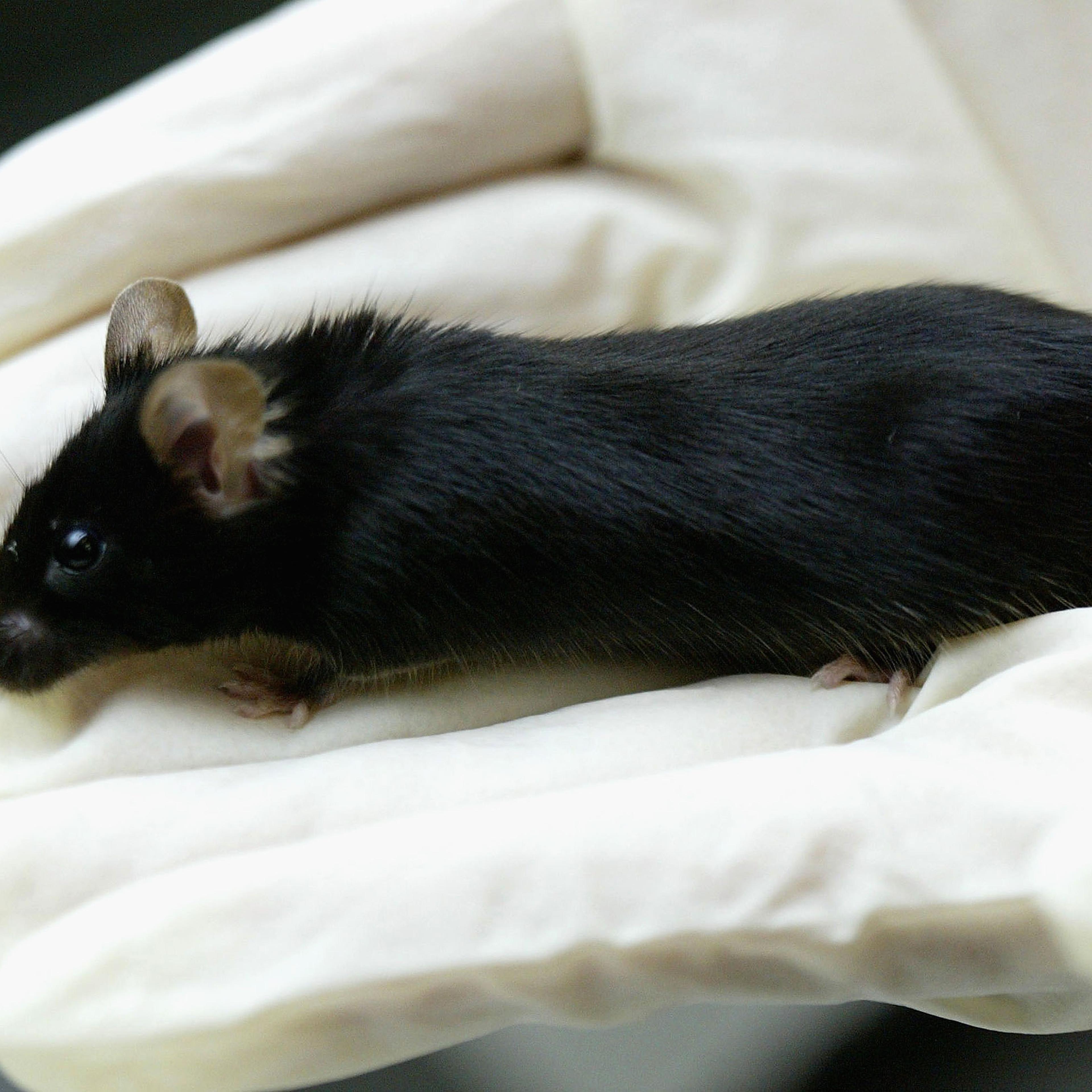 TOKYO, JAPAN : Kaguya, the fatherless mouse at the Tokyo University of Agriculture lab in Tokyo on April 23, 2004 in Tokyo, Japan. Kaguya, a fatherless mouse created by a group of researchers chiefly from Japan and South Korea. They have succeeded in cre