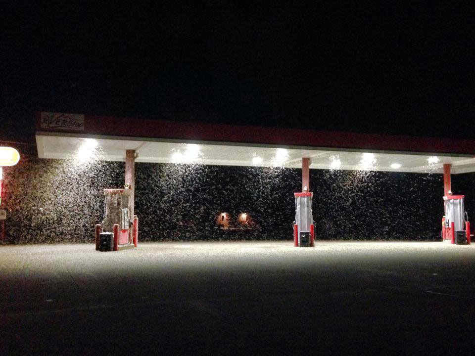 Midwest Suffers Mayfly Swarm in Mississippi, Iowa and Wisconsin