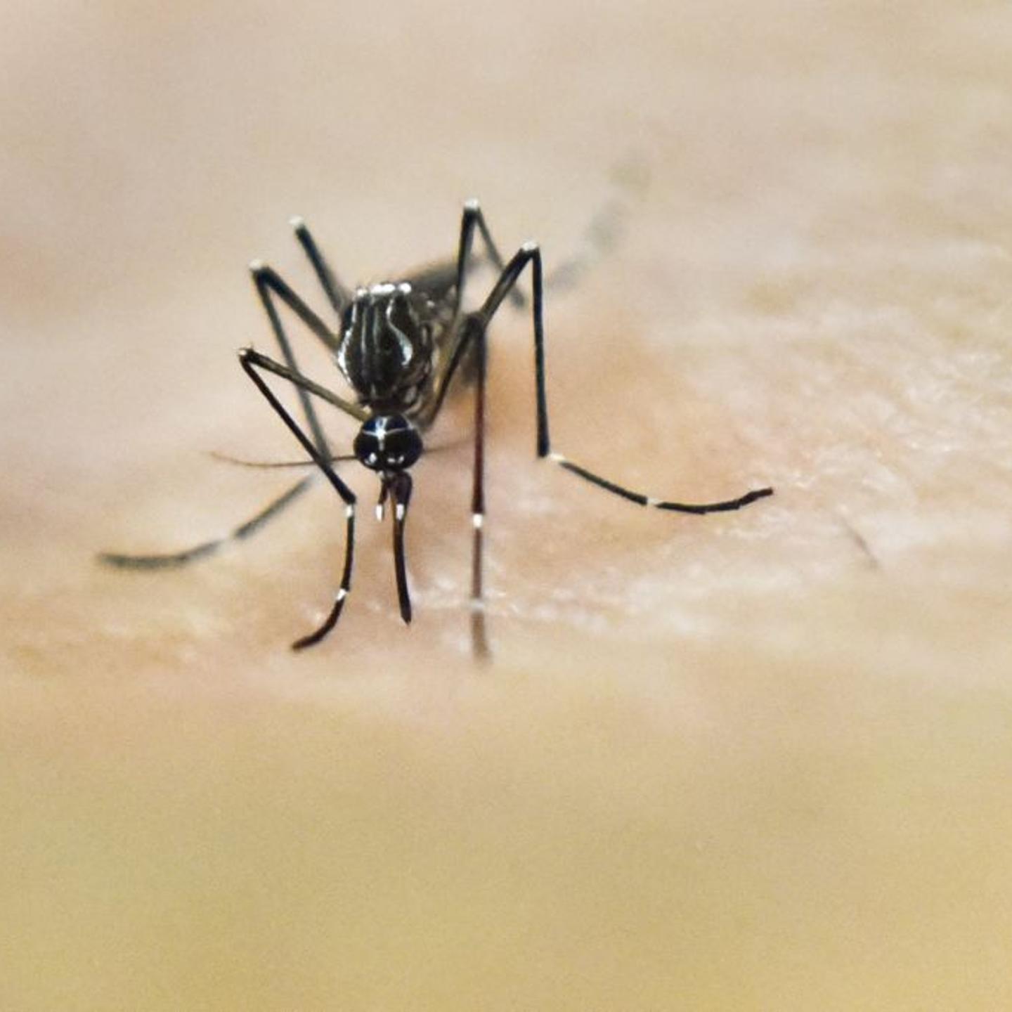 Dengue mosquito