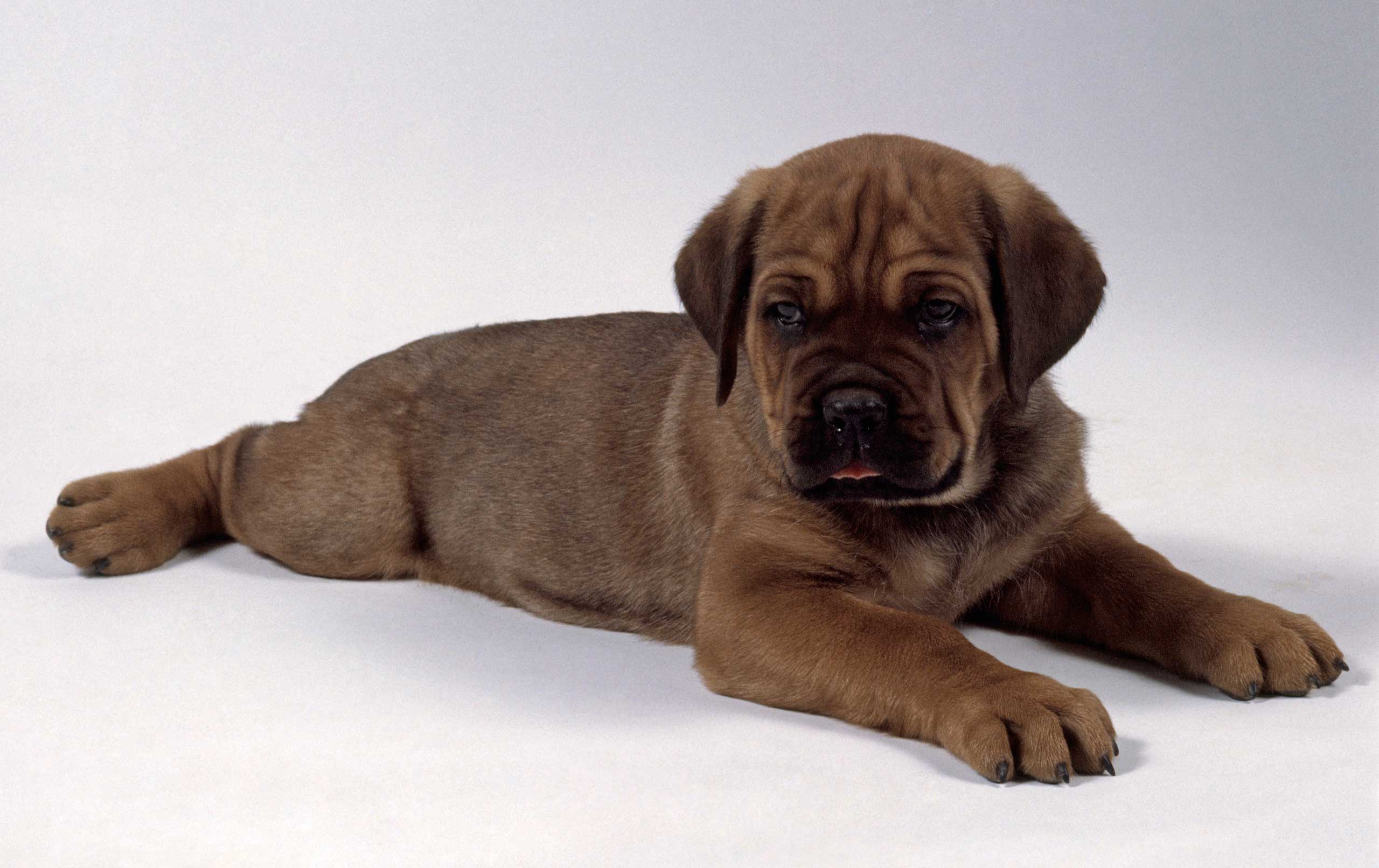 Cane Corso puppy